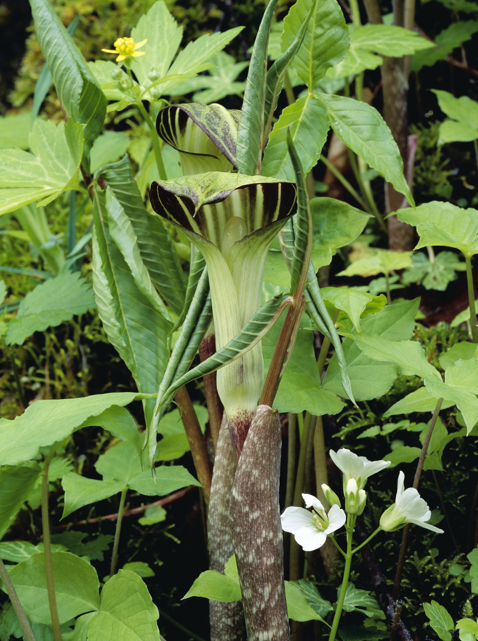 close-up of jackinthepulpit plant