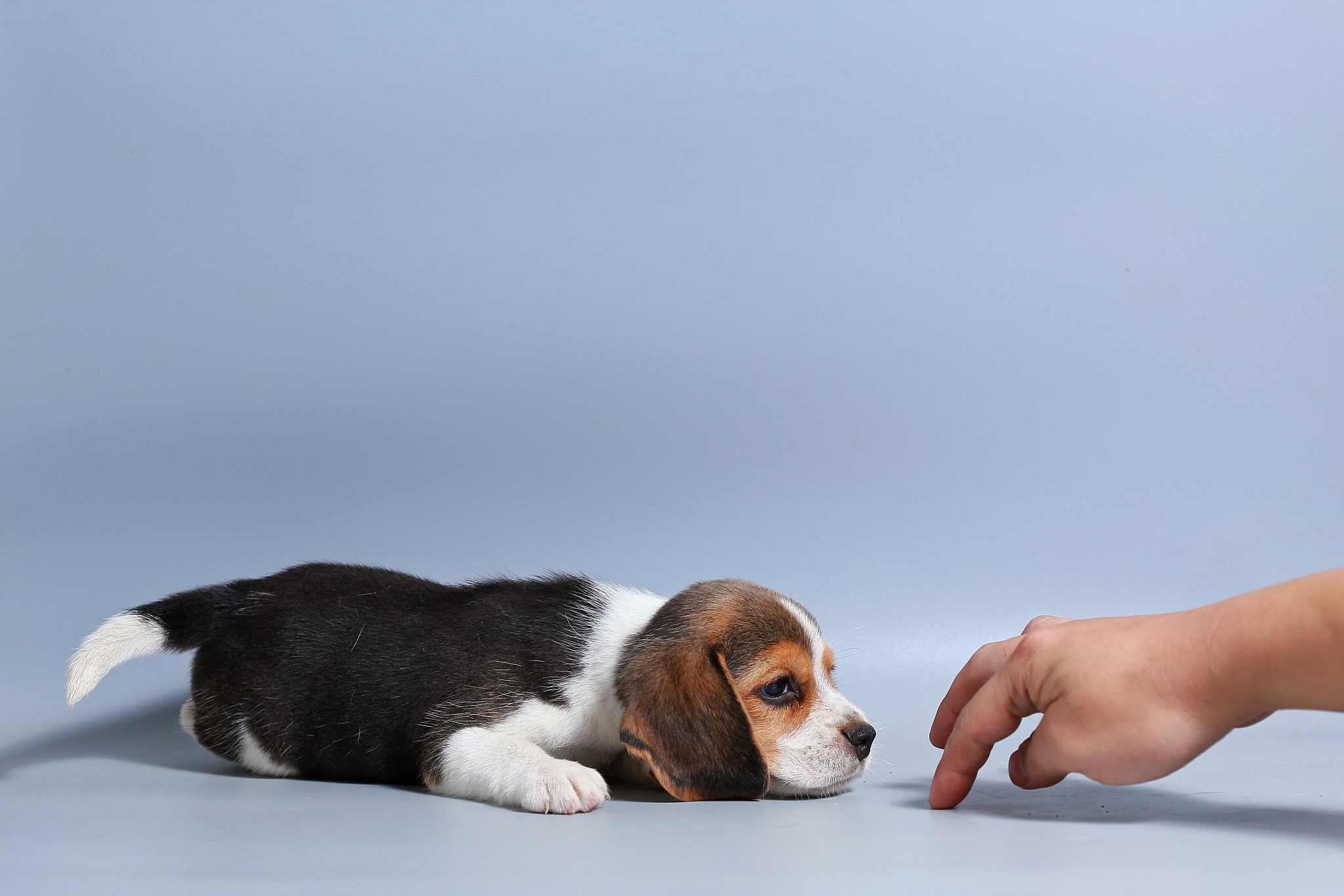 1 month pure breed beagle puppy on gray screen