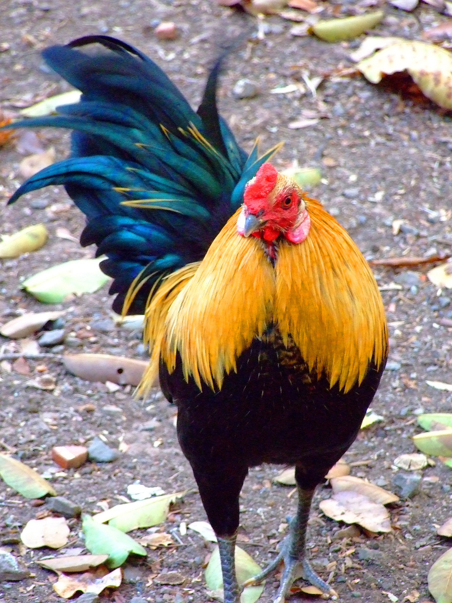 thai chicken