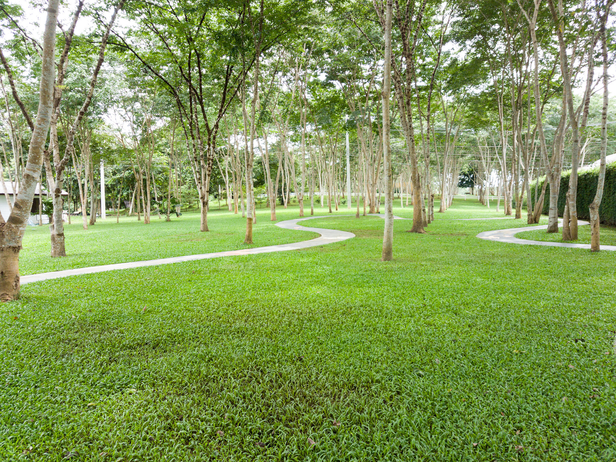 garden with trees and walkway