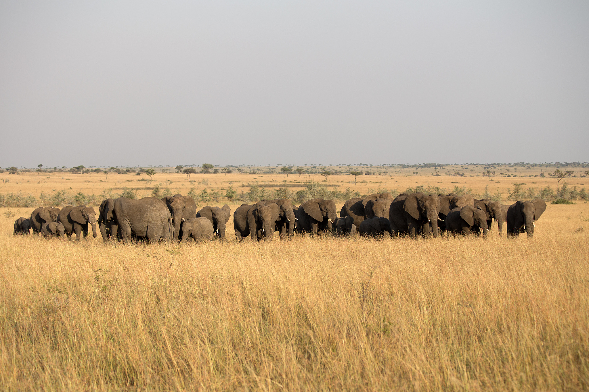 an elephant herd in tanzania