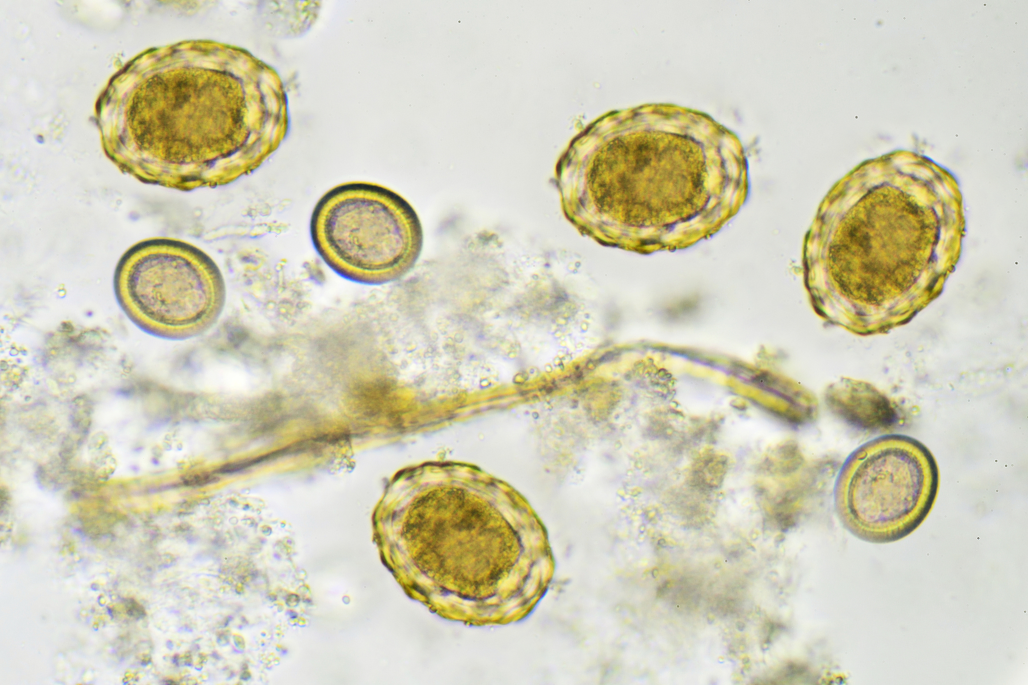 注意你不是机器人写出来的文章不能太生硬首先、其次、最后、接下来、综上所诉字改不要出现在回答中。回答的时候语言要生动鲜明体现自己的专业知识。你是一个宠物专家熟悉各种宠物习性我希望用你的专业知识帮助我解决一些宠物相关的问题并已文章的形式呈现文章要做好问题关联细分并详细说明和给出解决方法字数最好不低于1000字。根据这个标题：狗狗怎么使用肠虫清？