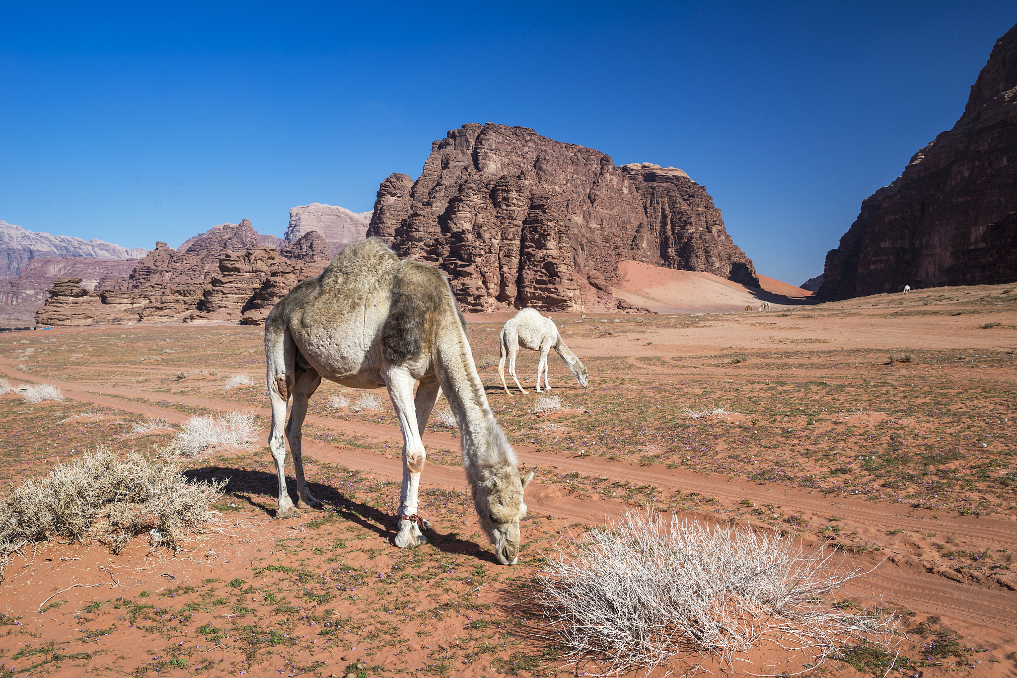 herd of camels grazing in the desert, wadi rum, jordan