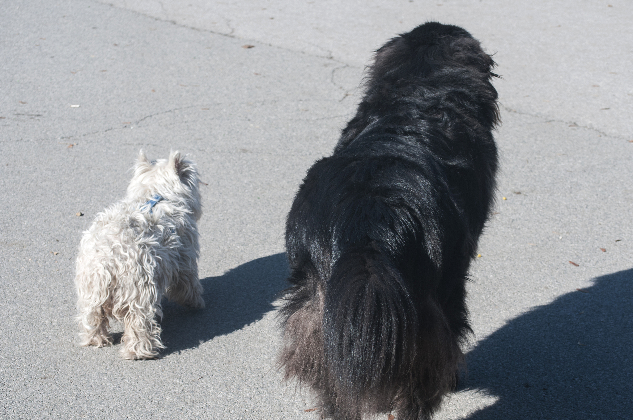 犬渐进性视网膜萎缩变性-RCD1型好发品种及发病率