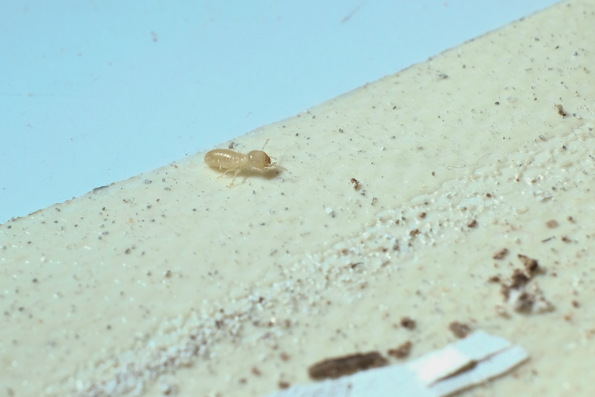 termite workers, small termites, dry-wood termites live on the c
