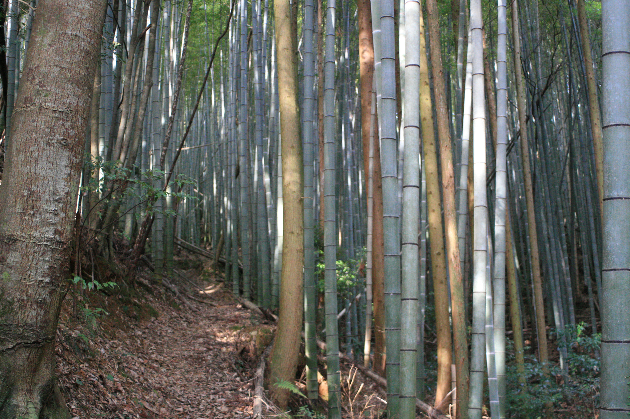 bamboo forest