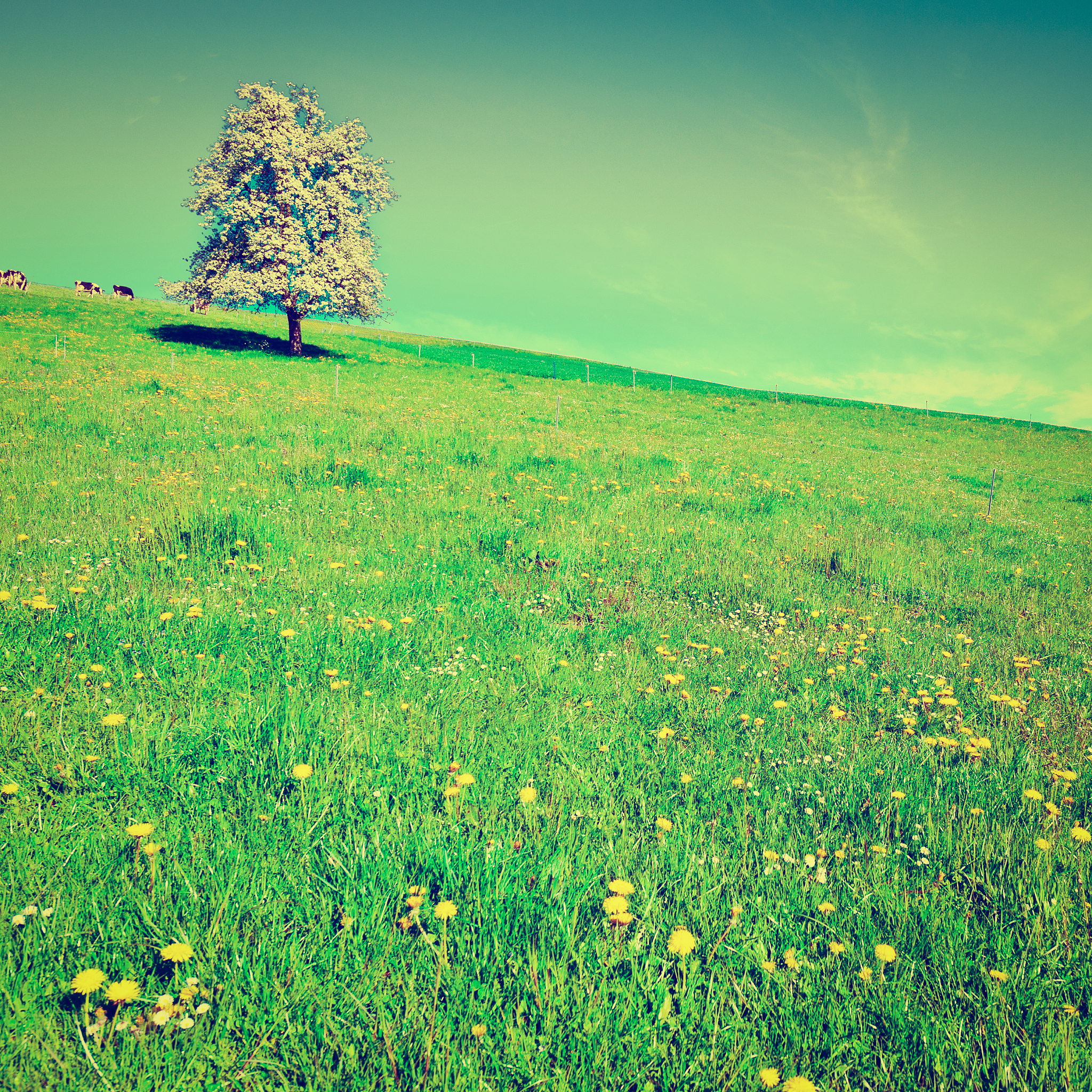 和平的比喻：像夜空繁星般闪耀光芒