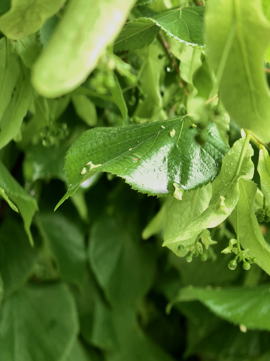 吃白萝卜叶子的禁忌，