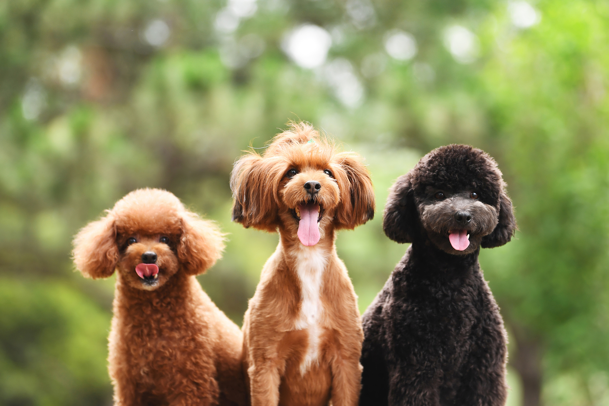 以你最讨厌的狗是什么狗？并说明为什么是泰迪？为题重新编写标题写一篇1100字文章