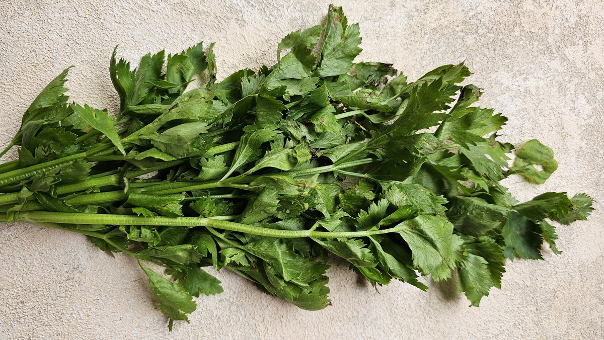 江苏灌南苦菜煮水缓解胃部不适：饮食不规律导致的胃病民间偏方