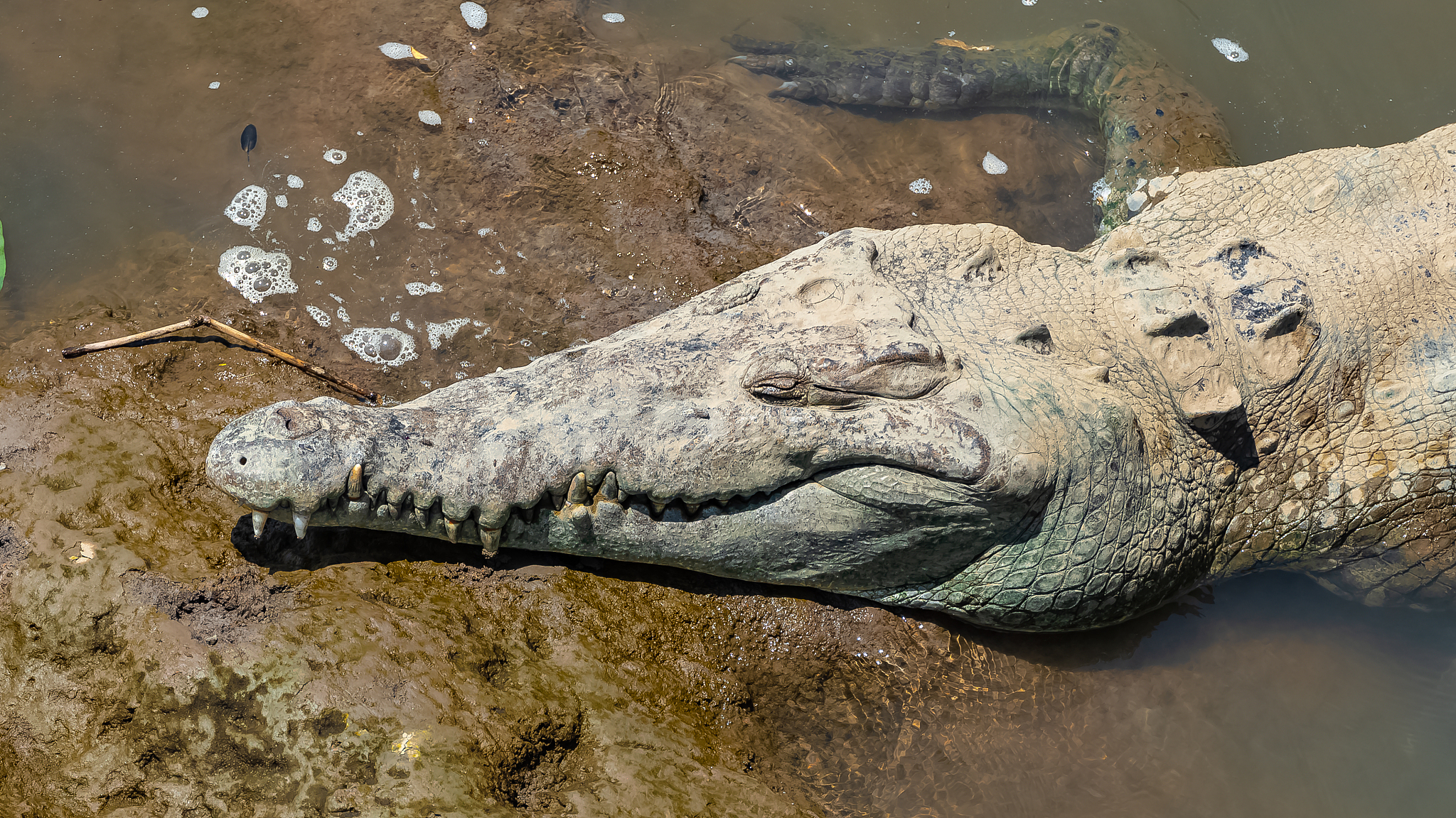 caiman in the river