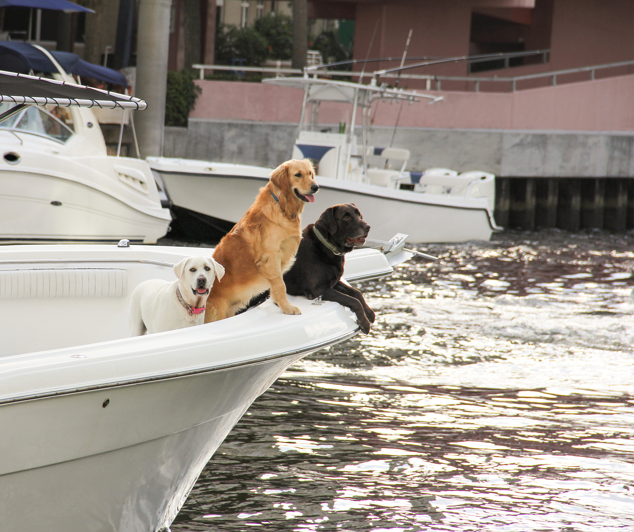 改成小红书笔记文案：划船时憨态可掬的狗狗可爱极了。那甜蜜的笑如同阳光洒在湖面上泛起一圈又一圈的涟漪。每一次划水都是它对生活的热爱和期待。看着它仿佛可以忘却一切烦恼找回那份纯真的快乐。