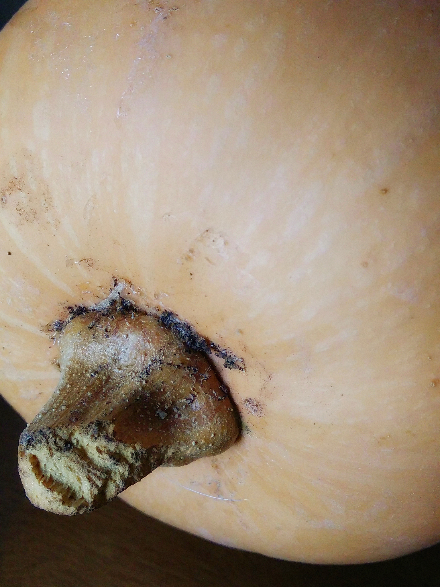 嫩南瓜的营养价值：维生素A、膳食纤维和抗氧化功效