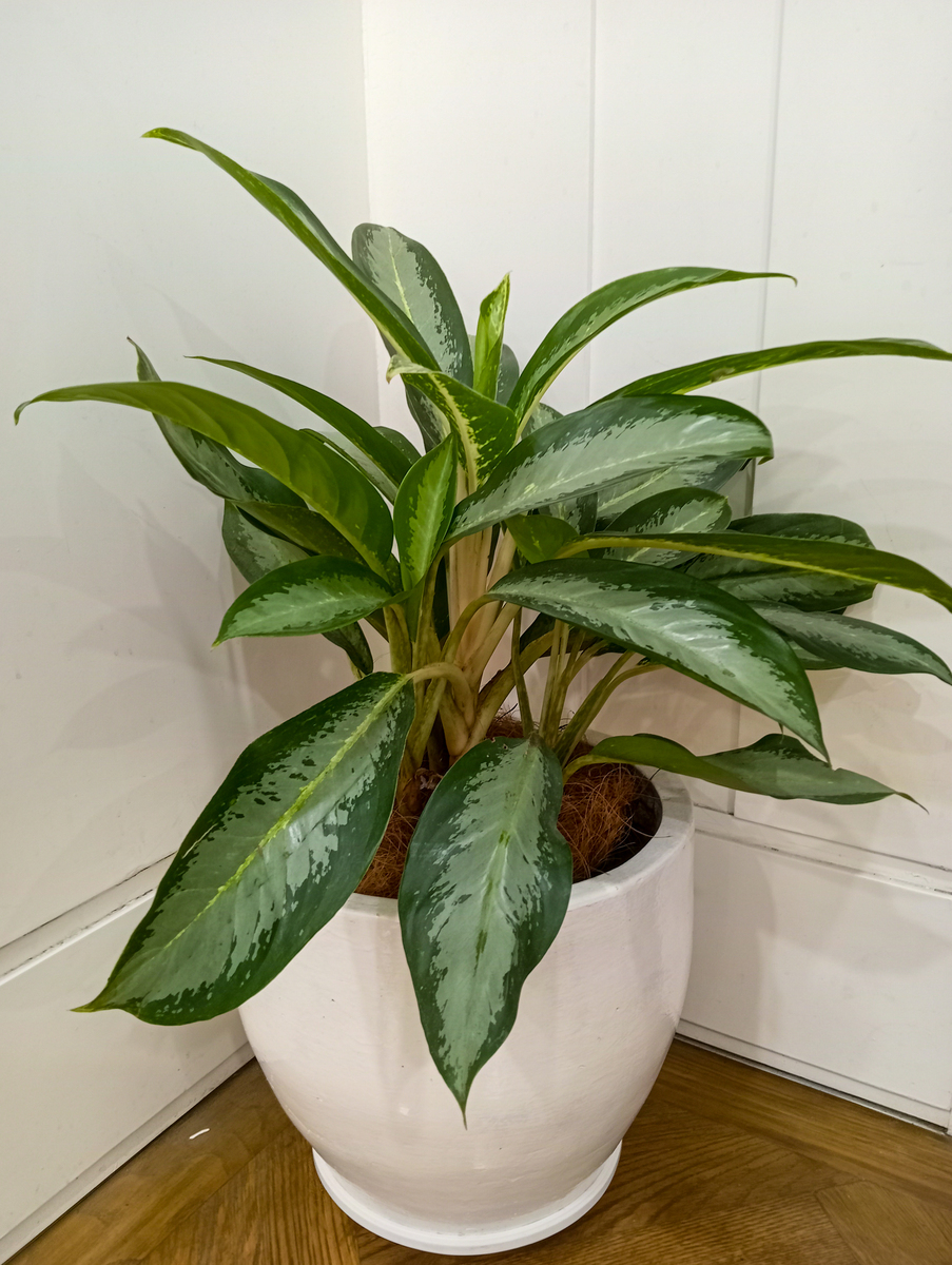 如意皇后叶片发黄怎么办