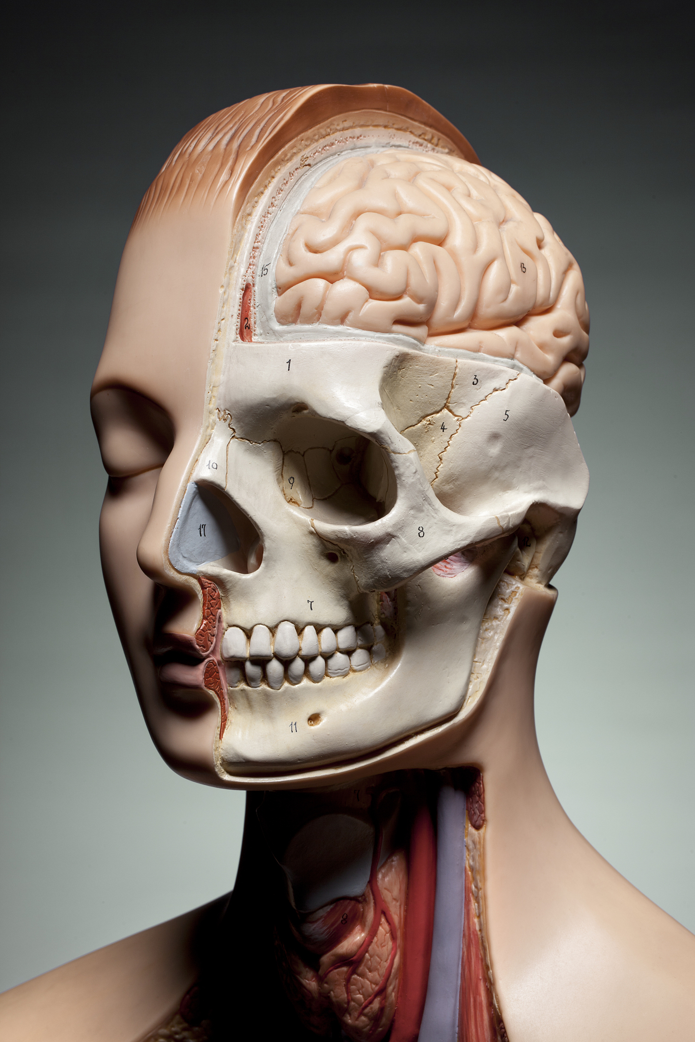 如何学好局部解剖学