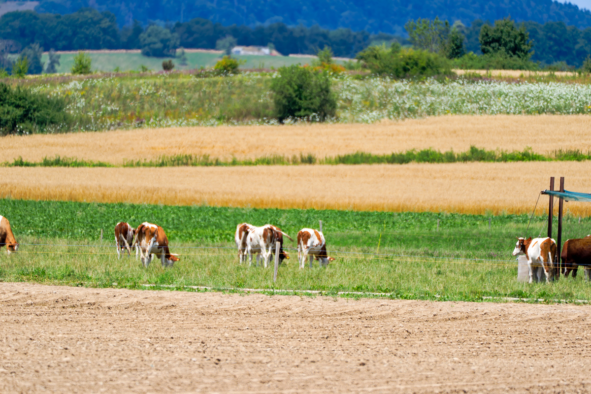 乡村生活：宁静、自然与成长