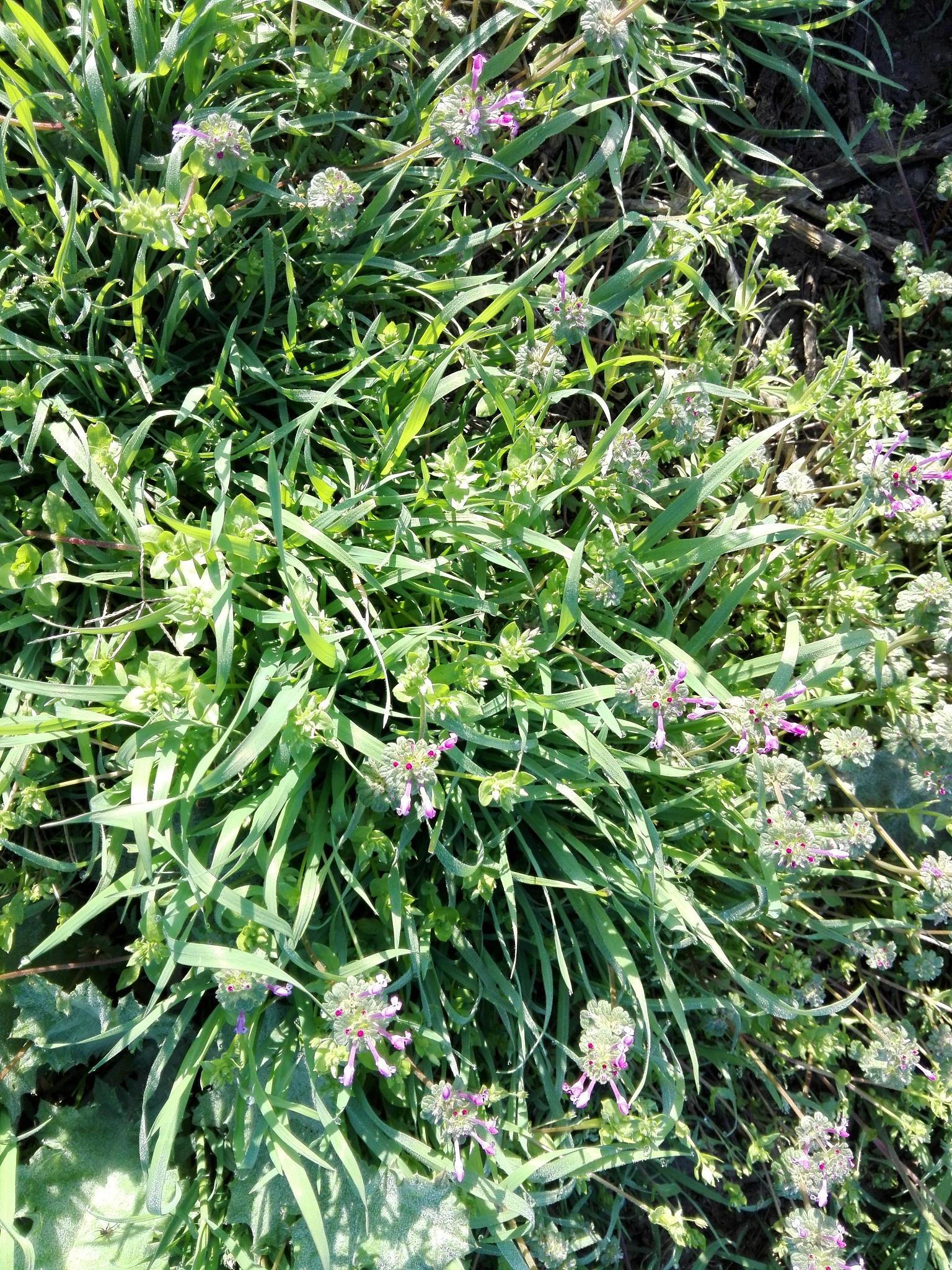 半枝莲的功效与作用及禁忌网用法可