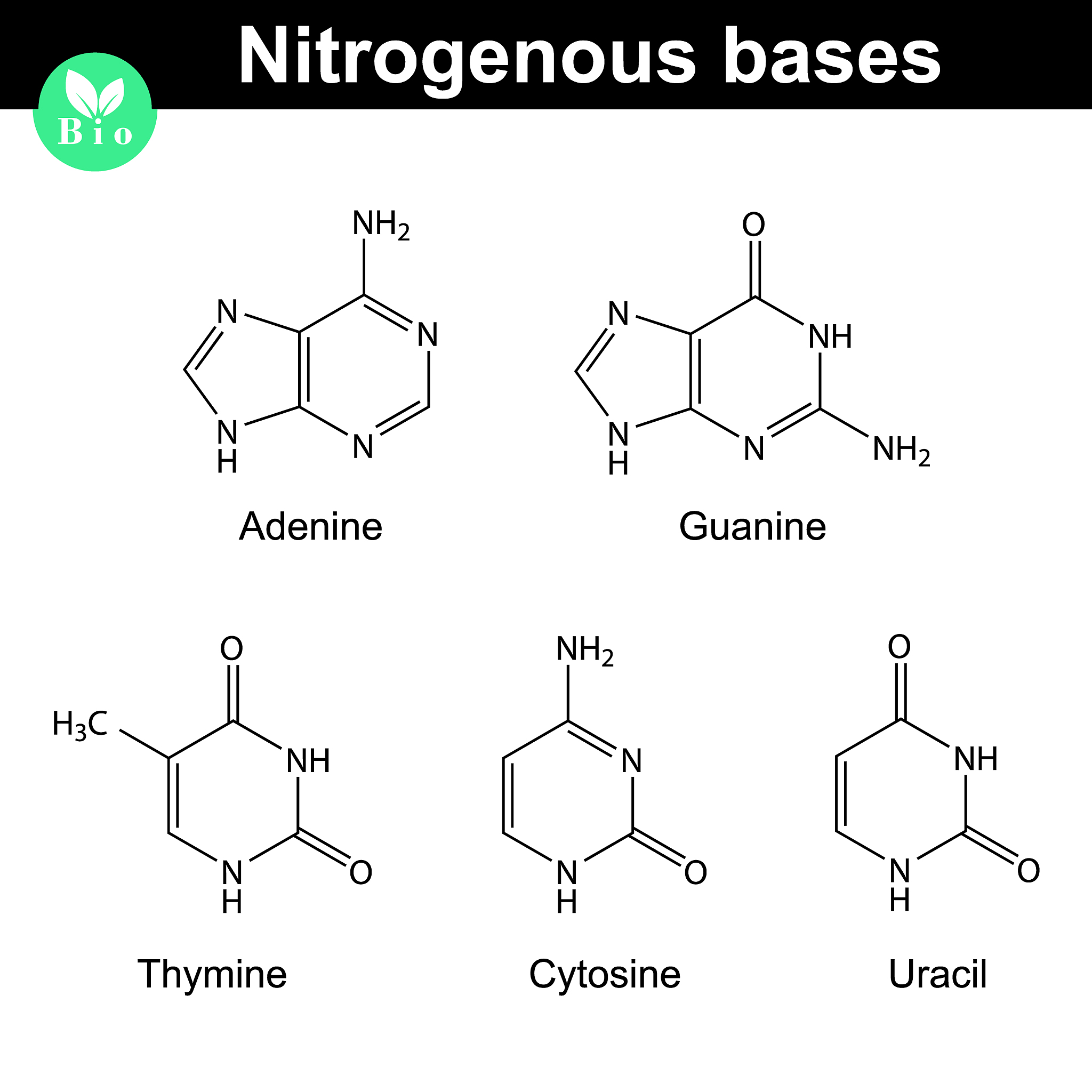 帮我用英文重新撰写这段话：Carbohydrate macroarray assays were performed with reference to McCartney’s method Ref The 2 mgmL of examined polysaccharides were spotted in triplicate onto nitrocellulose membranes GE H