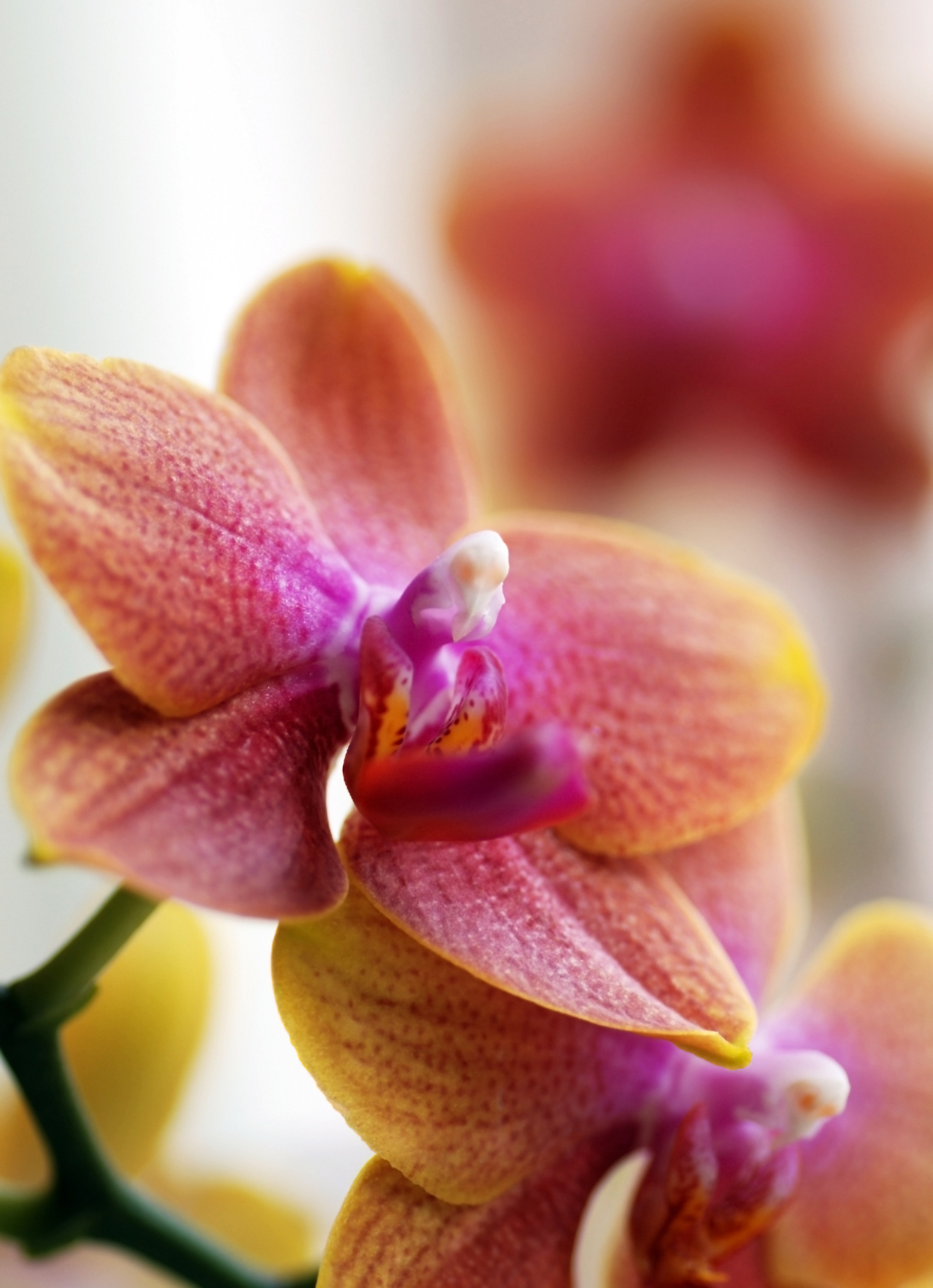 branche of the moth orchid