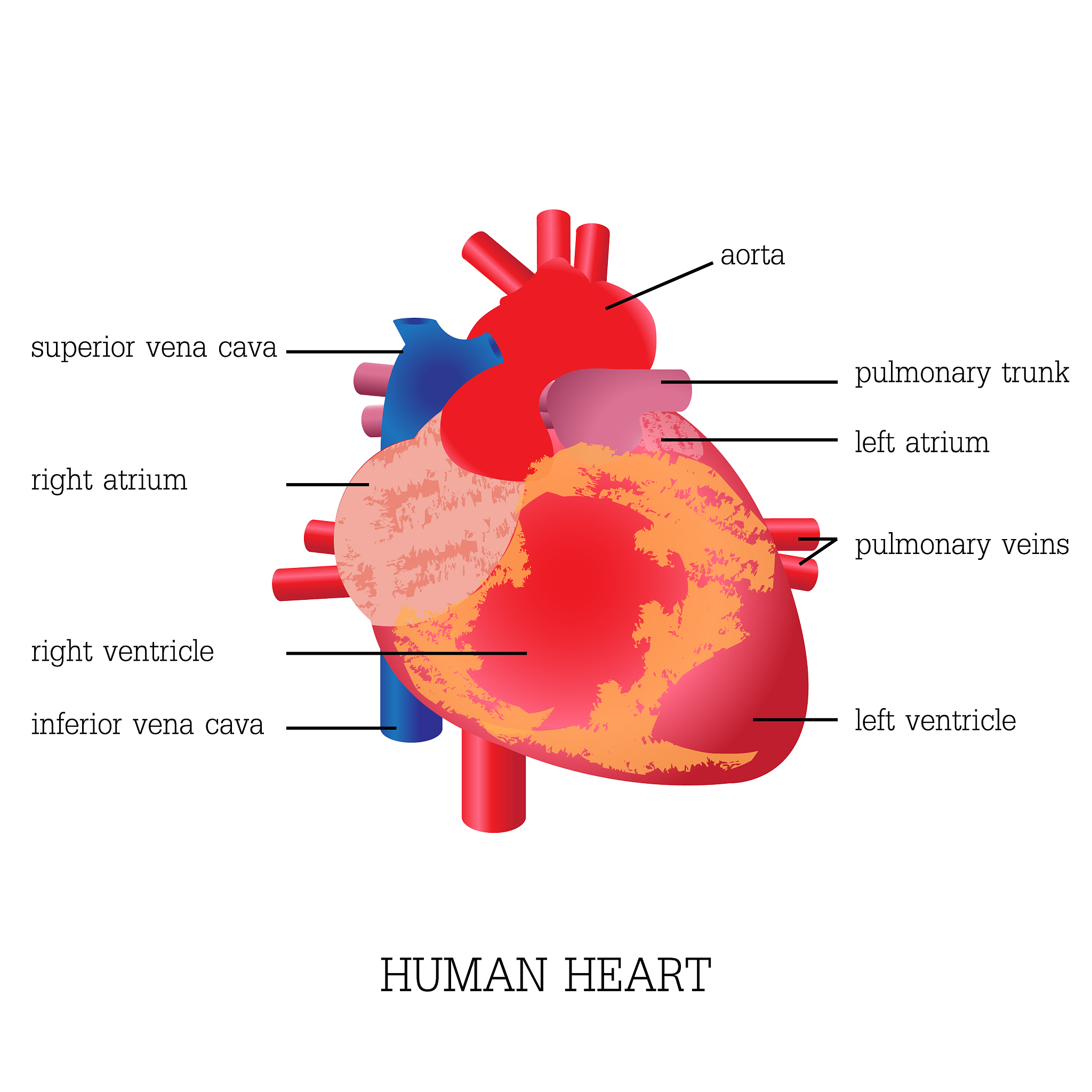 心脏功能衰退有什么危害？