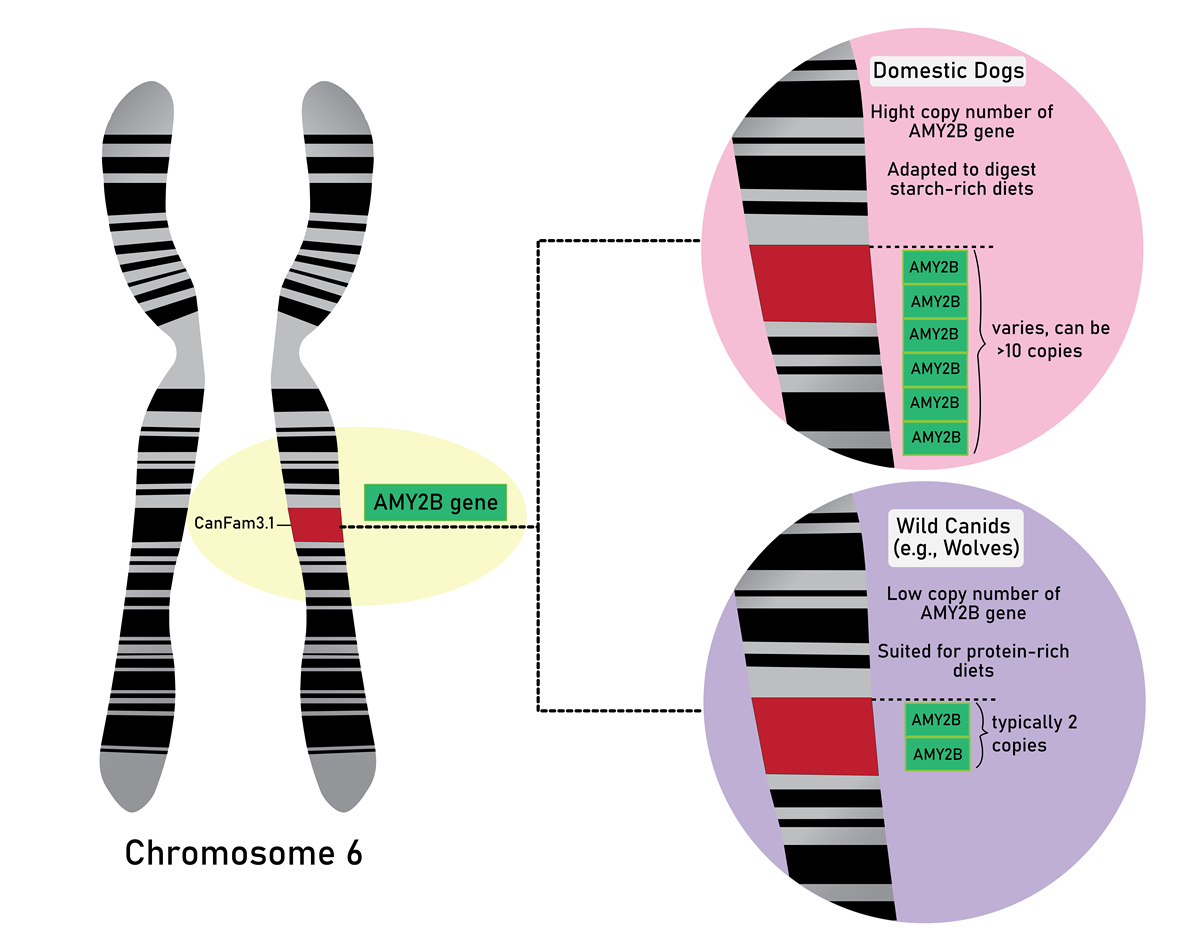 Are We Born Criminal? Exploring the Nature vs. Nurture Debate in Criminology