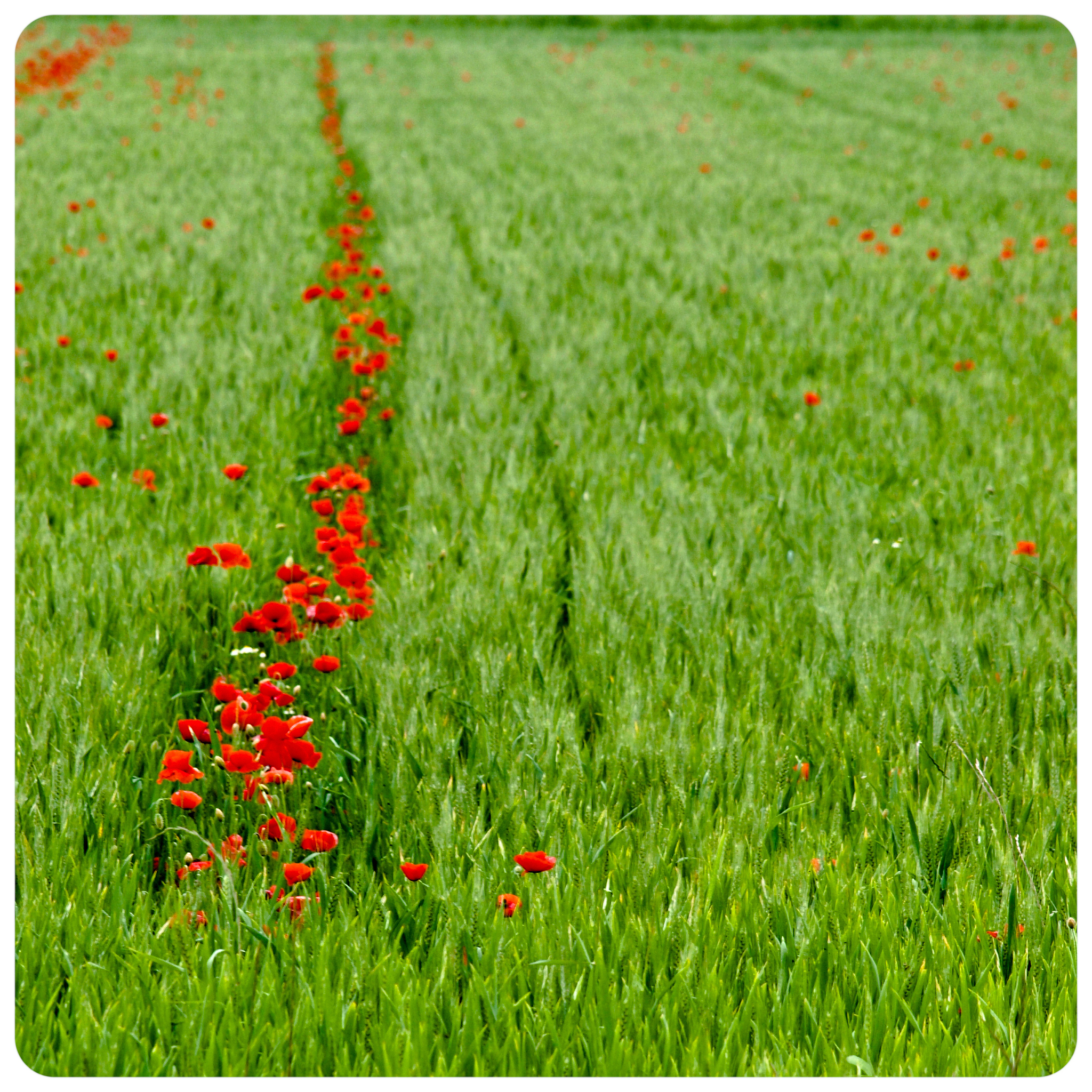 是草绿花开还是花开草绿？