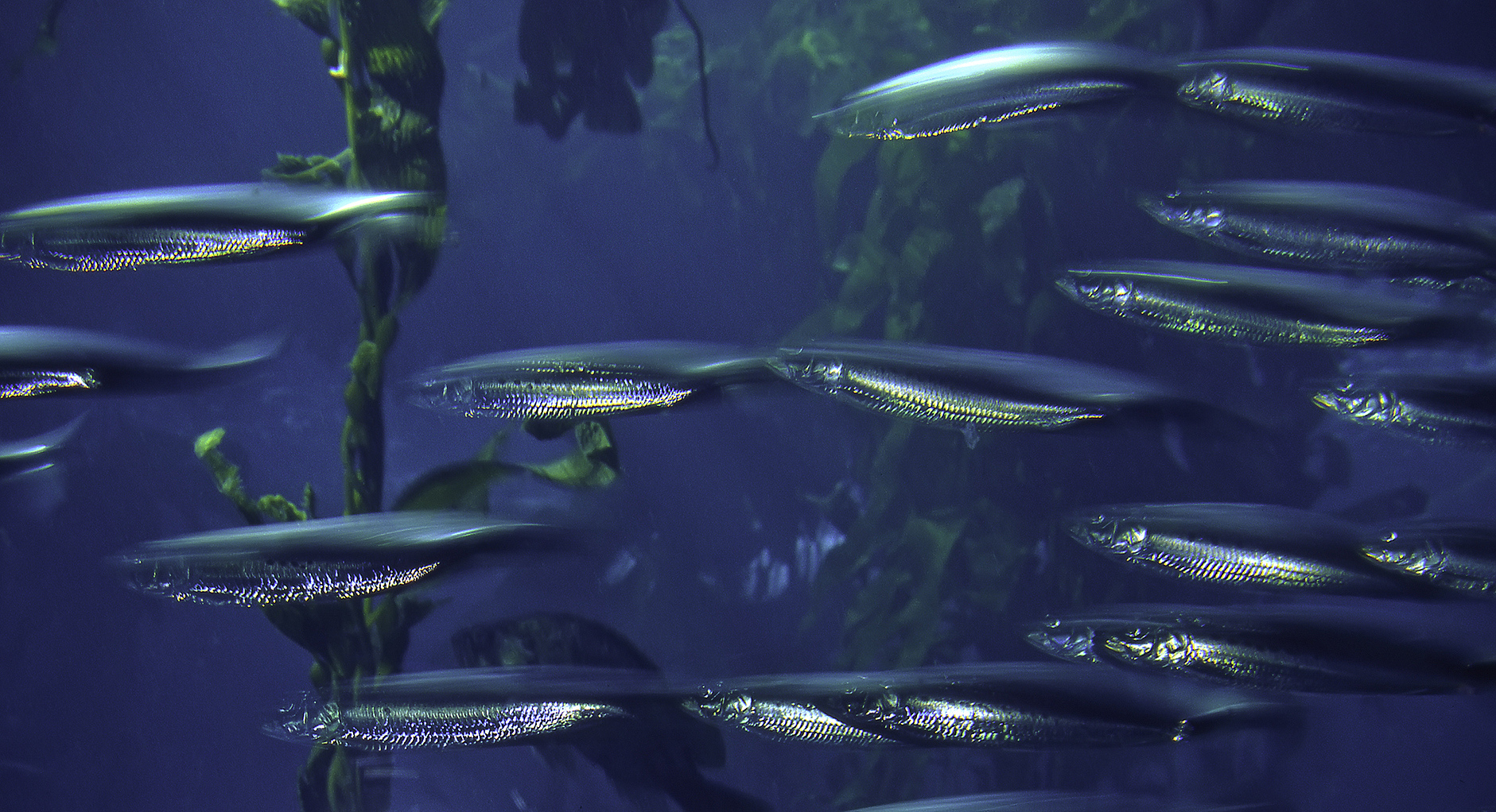 写一段有关Fish4Knowledge数据集的介绍