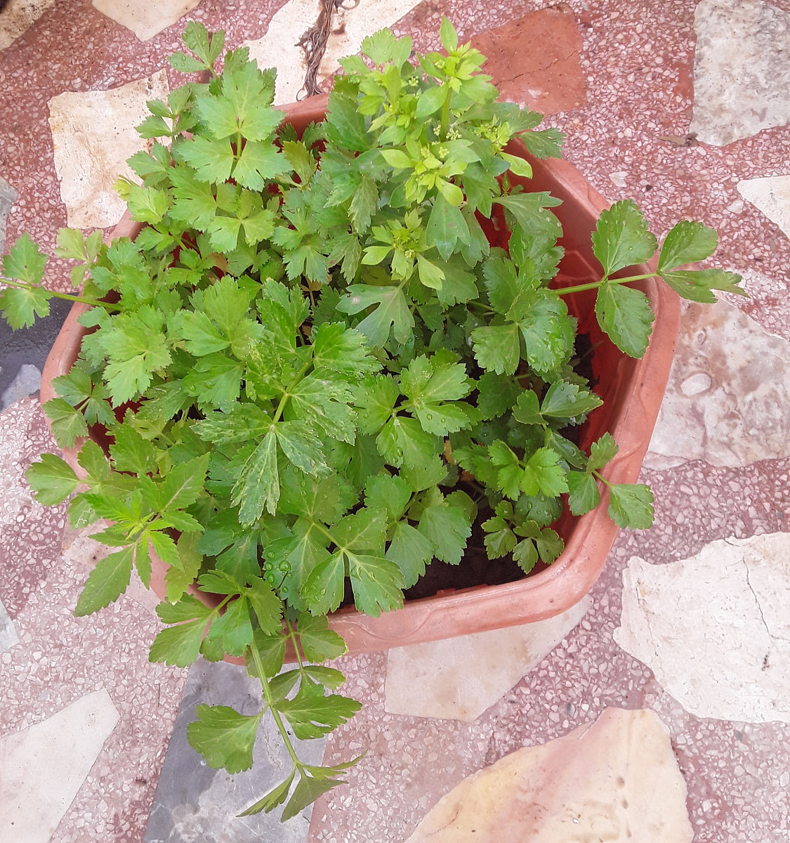 芹叶牡丹叶子发黄怎么办