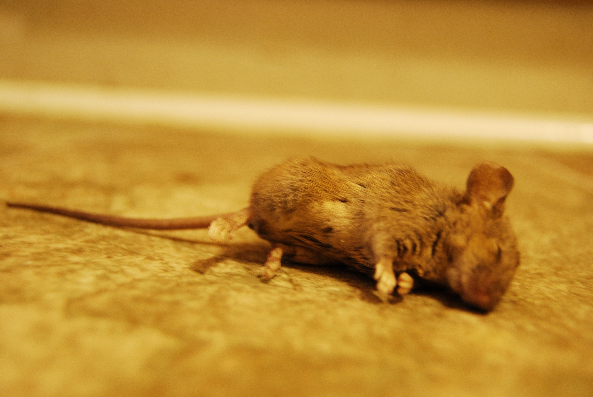 善良与同情：一个热爱动物，避免伤害他人的好人