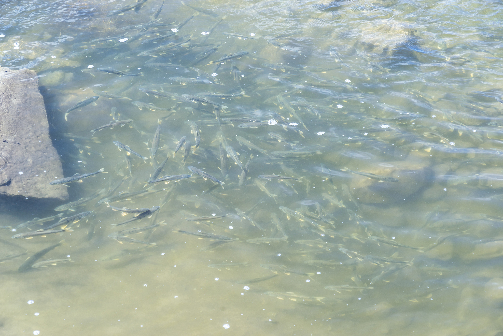 鲑鱼产卵后会发生什么？揭秘生命的奇迹之旅