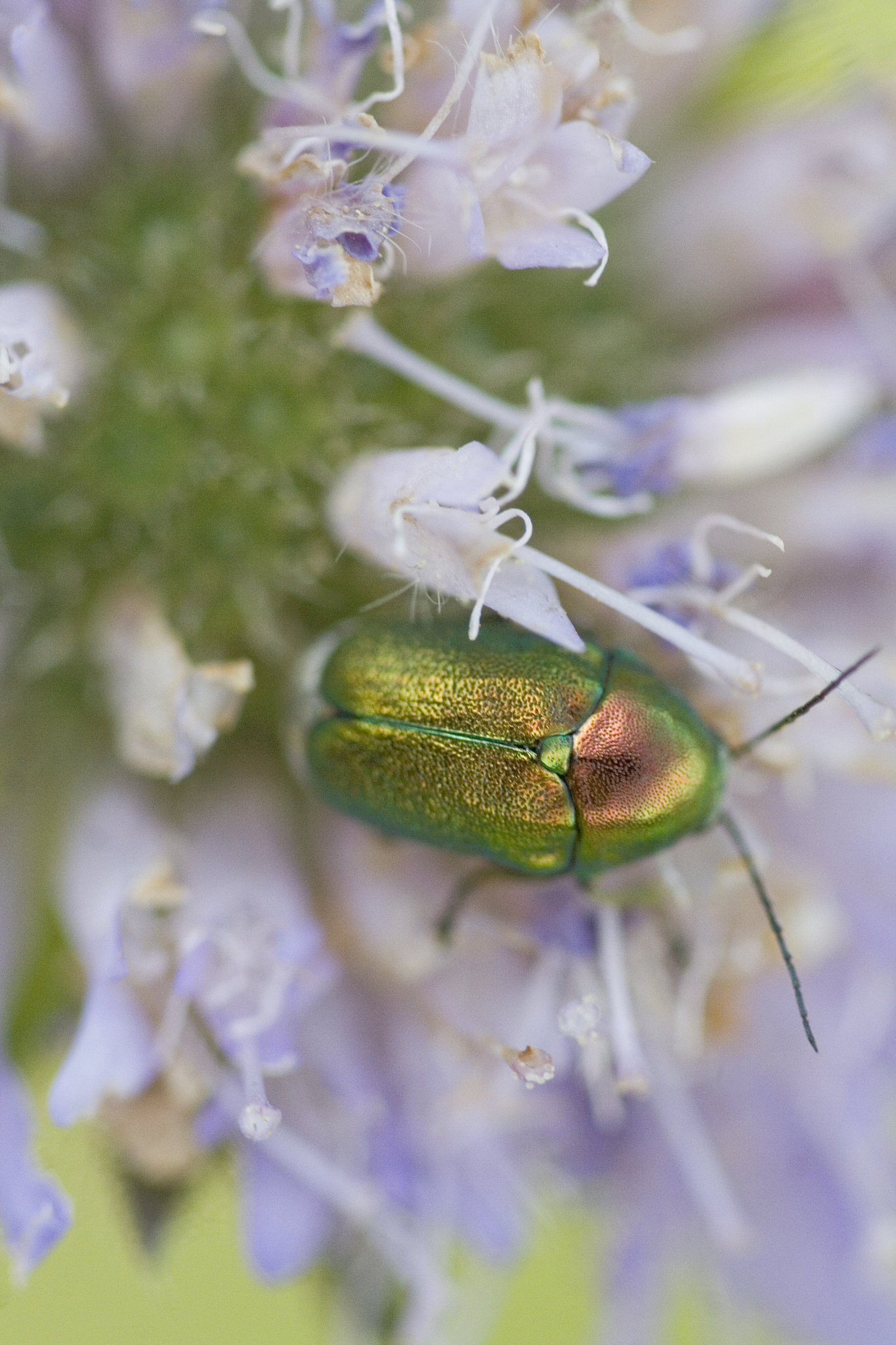 cryptocephalus sericeus