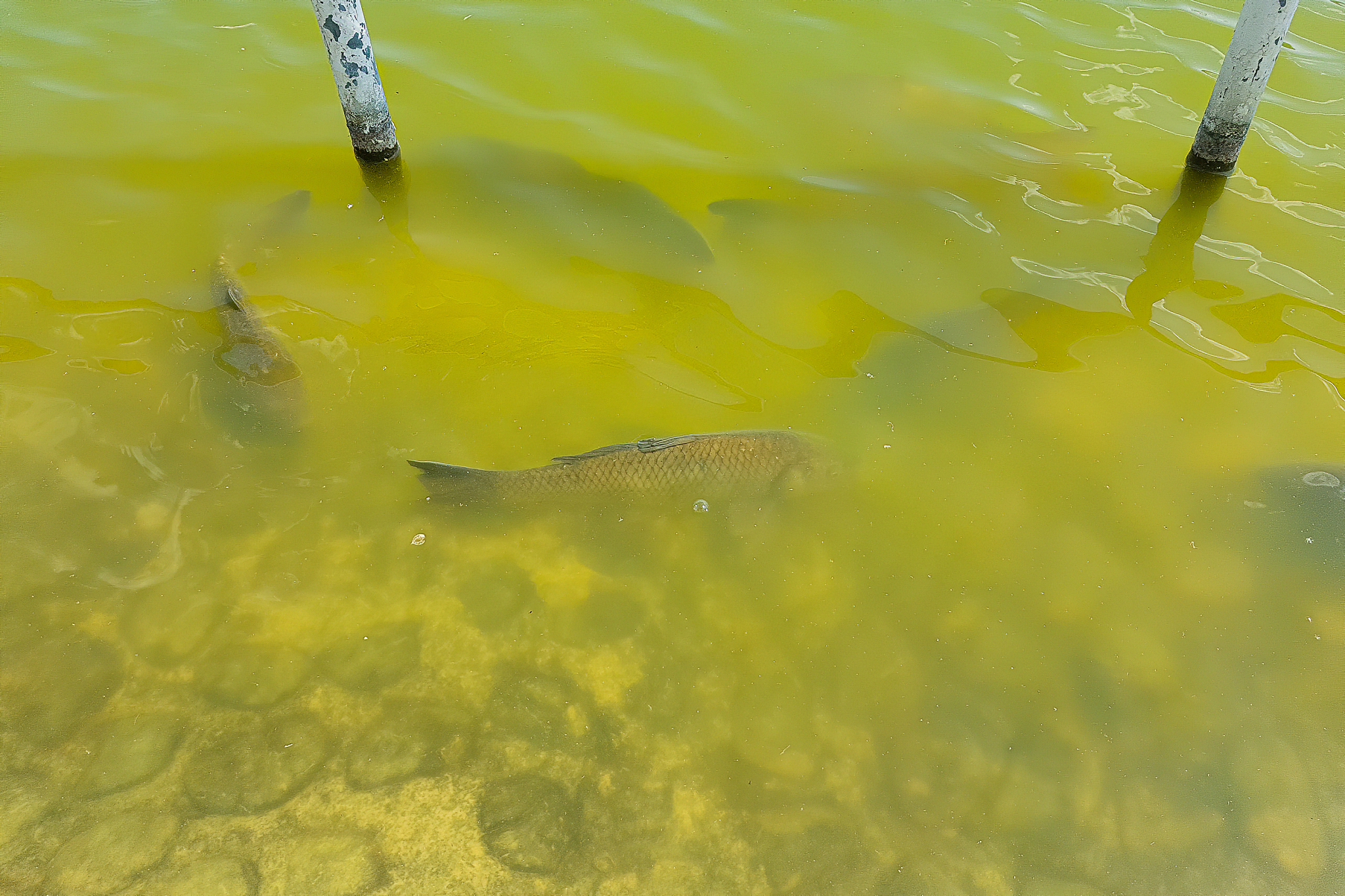 鱼不吃食盐度高怎么调水