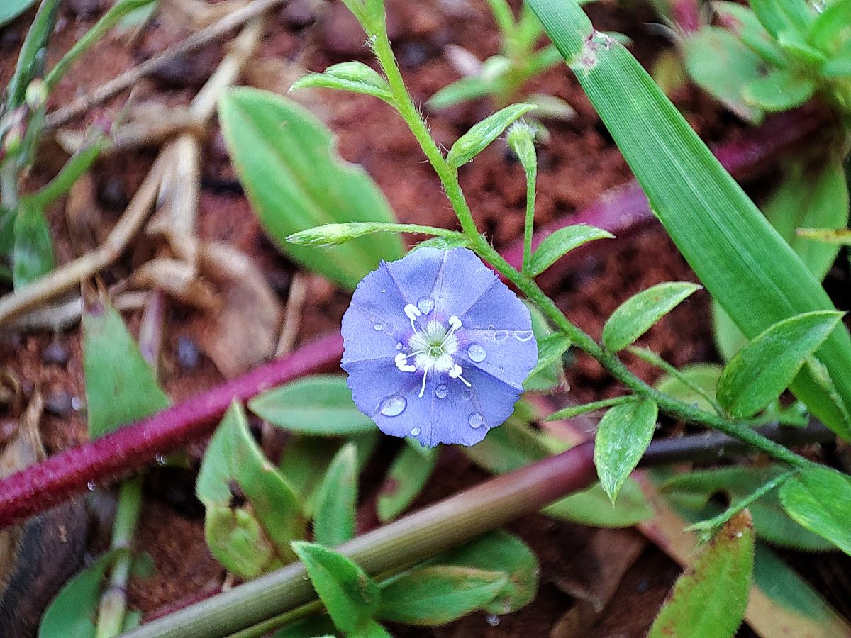 分析蓝夹缬的优点