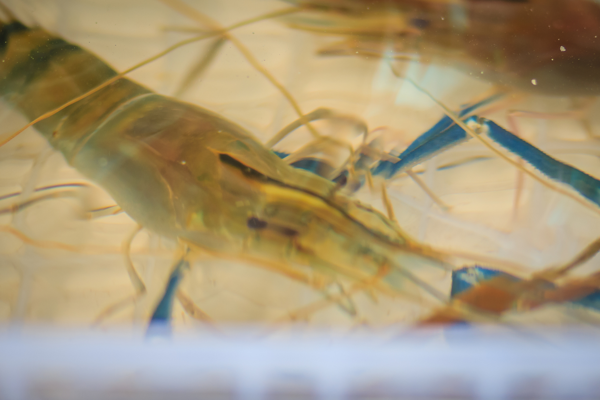 一篇文章有关基围虾不是虾的品种而是一种养殖方式。