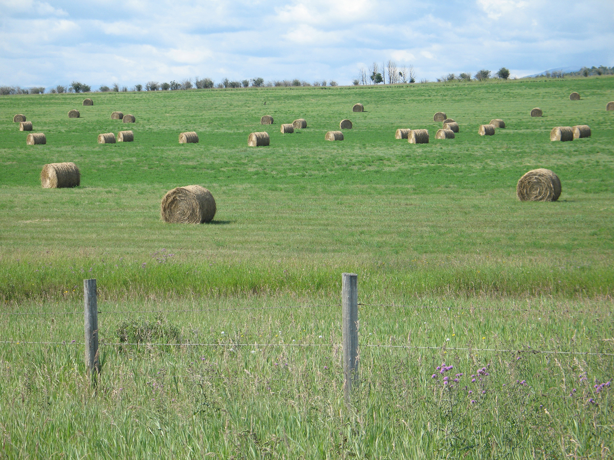 我不知道您要表达什么意思请提供更具体的问题或信息。总结这段话的结论举例本研究以位于信阳市羊山新区百花园、羊山公园、羊山森林植物园草坪为例调查研究草坪从密度、质地、均一性、盖度、草坪高度、颜色以及杂草的种类及优势种来进行测定评价与分析。为草坪质量评价、杂草综合防治提供参考的依据。在每个公园中选择有代表性的6处地块通过对草坪的密度、质地、均一性、颜色、高度和盖度等各项指标进行综合评价。杂草调查 在每个