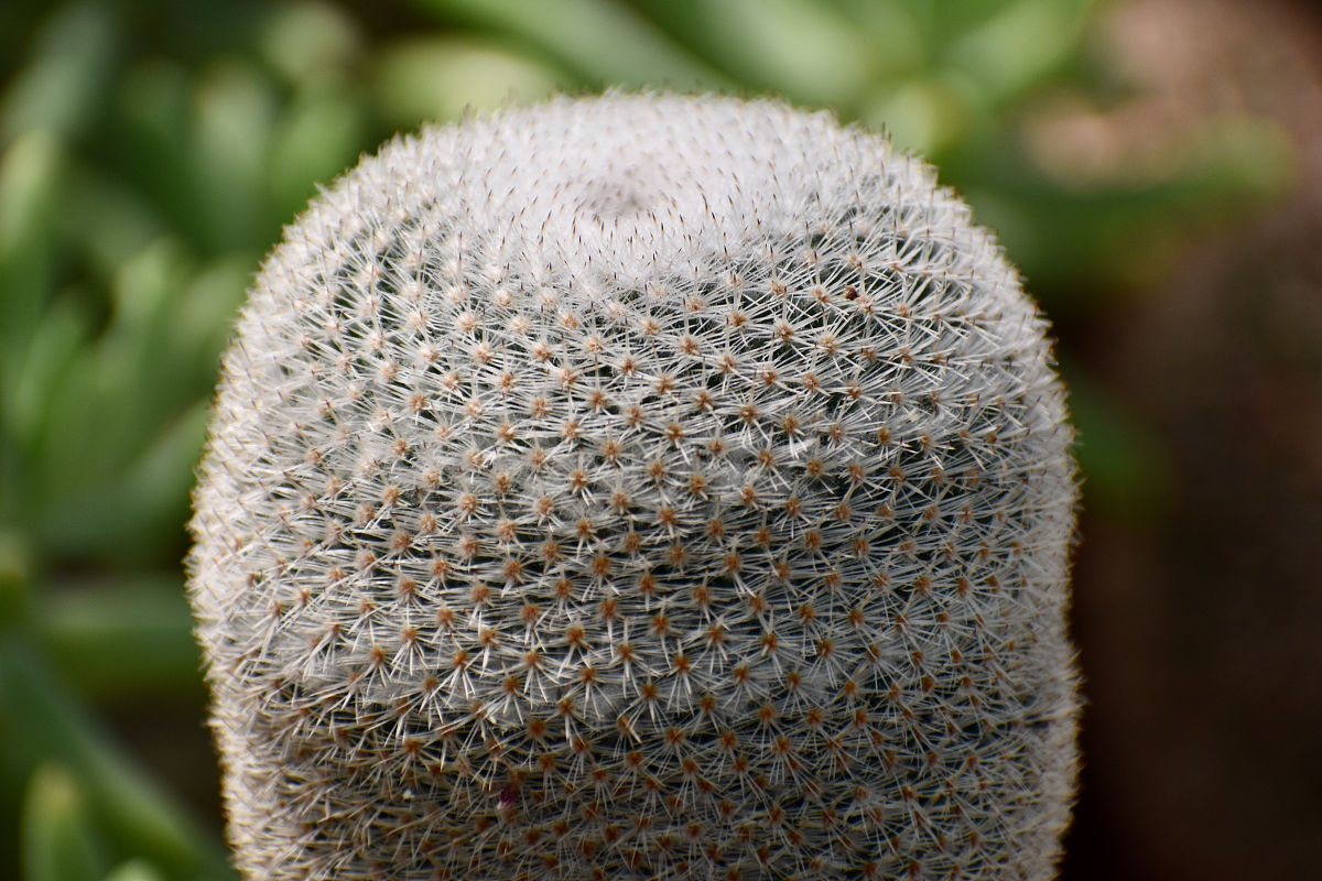 我爱的仙人掌 写一篇300字小学作文