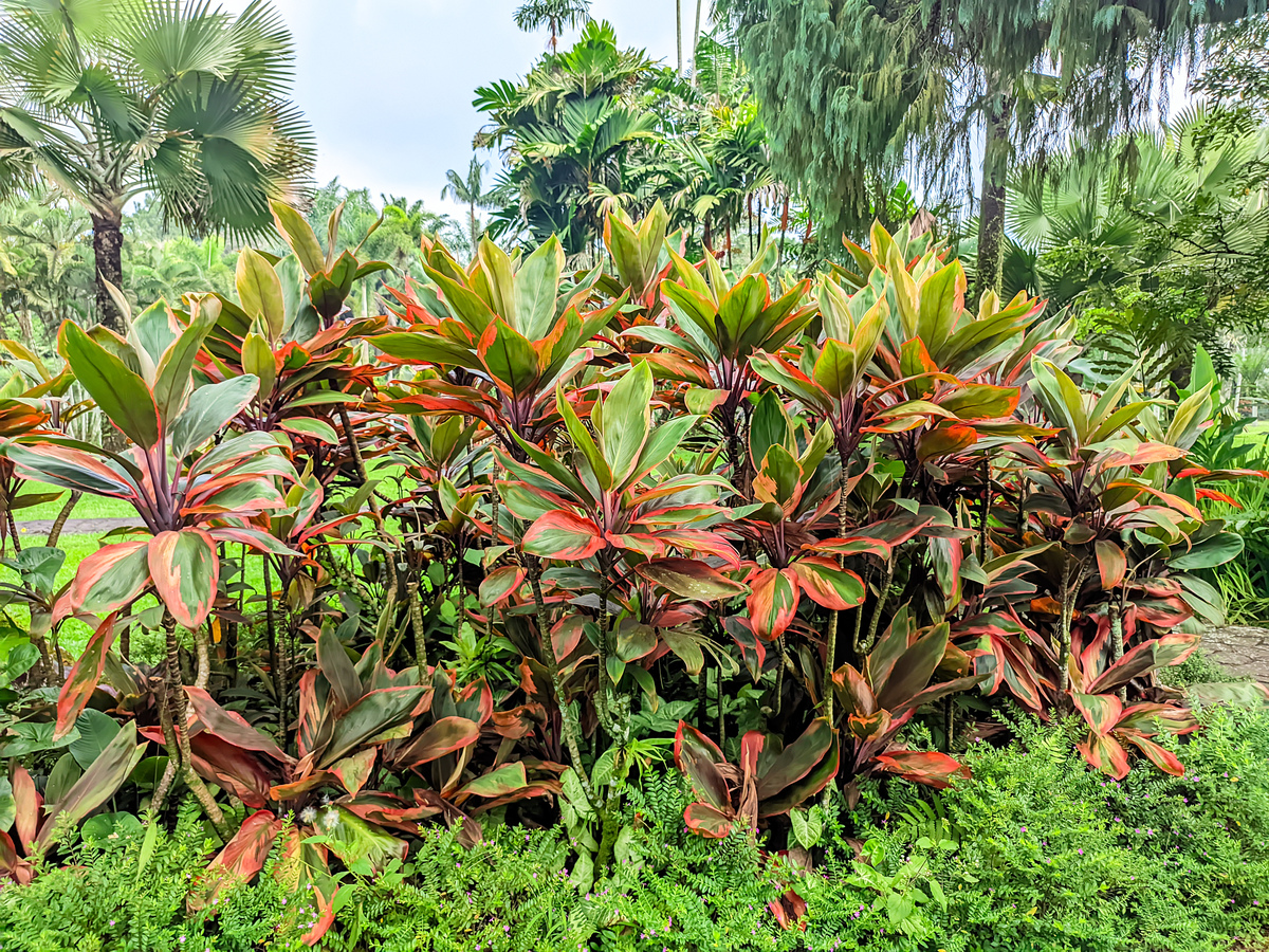 石家庄室外种植喜阴植物推荐 - 适合你家花园的绿植选择