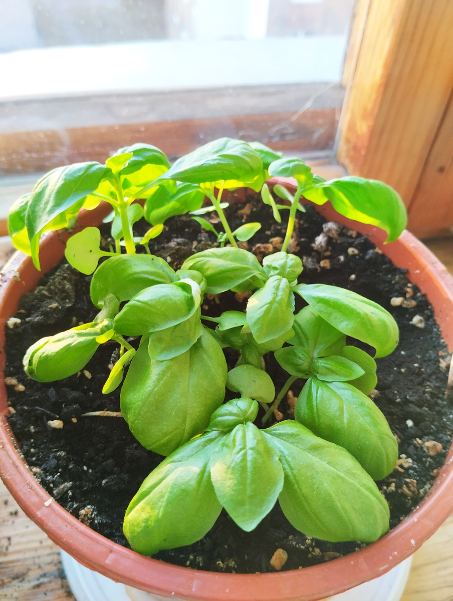 水培薄荷叶子发黑枯萎像烧焦？教你如何补救！