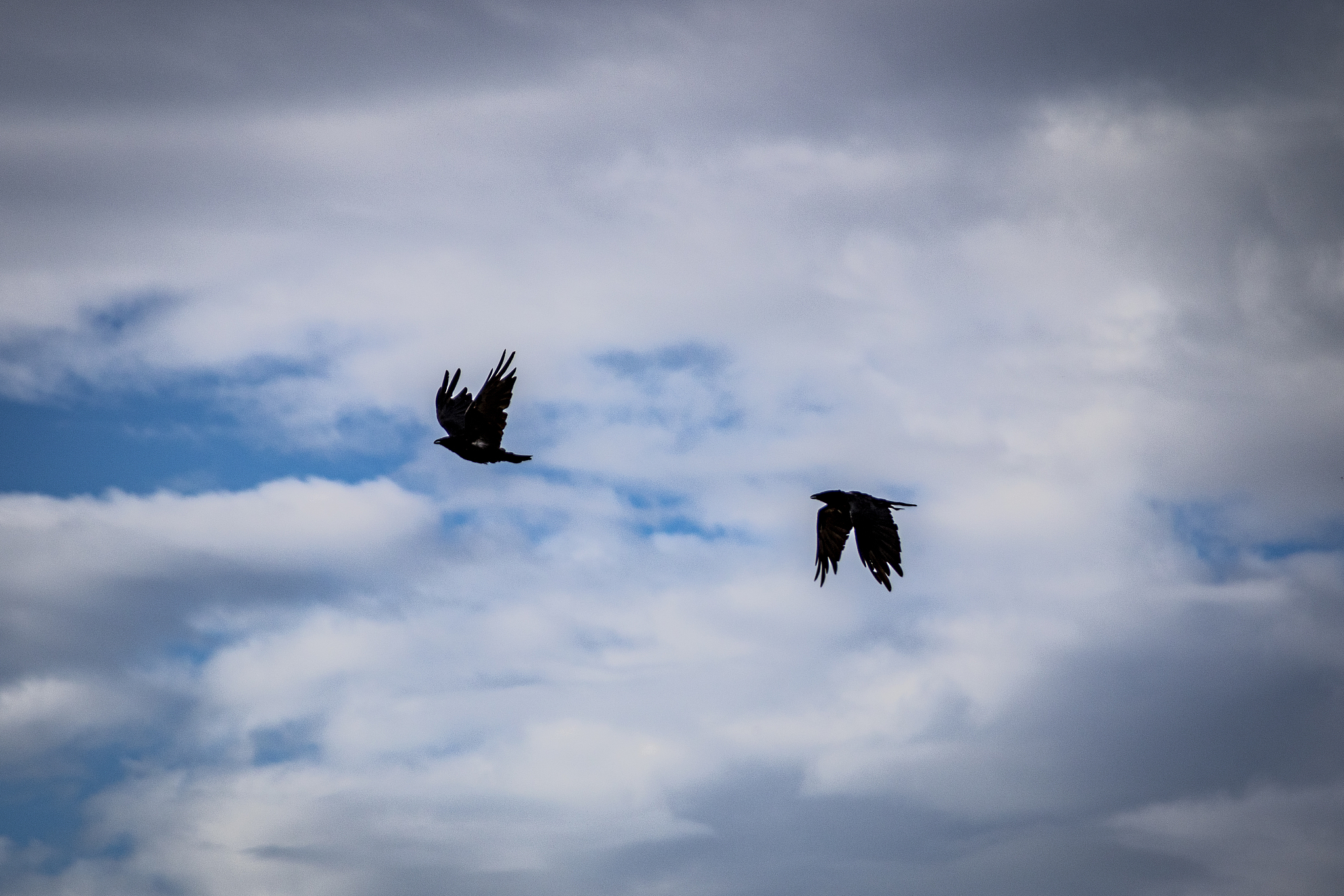 用拟声词描述乌鸦坐飞机