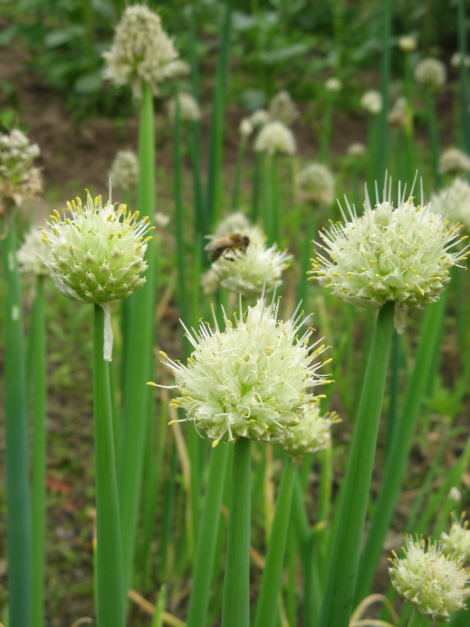onion flowers