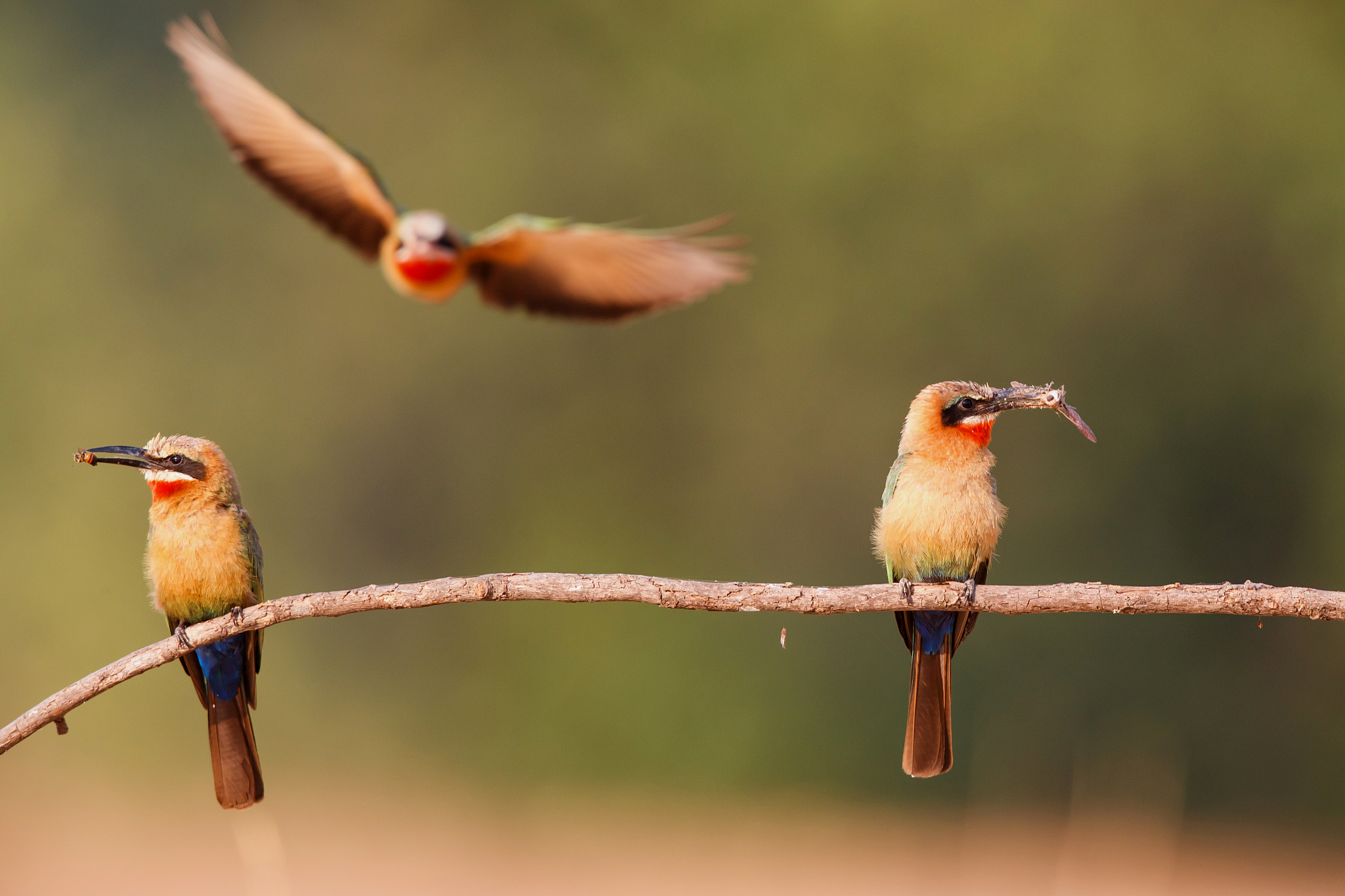 white fronted bee eater in mana pools