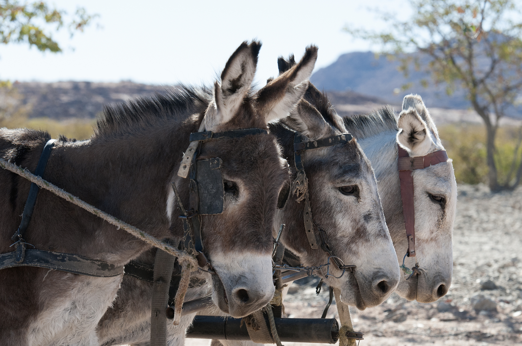 donkeys pulling a cart into town. erongo conservancy, namibia