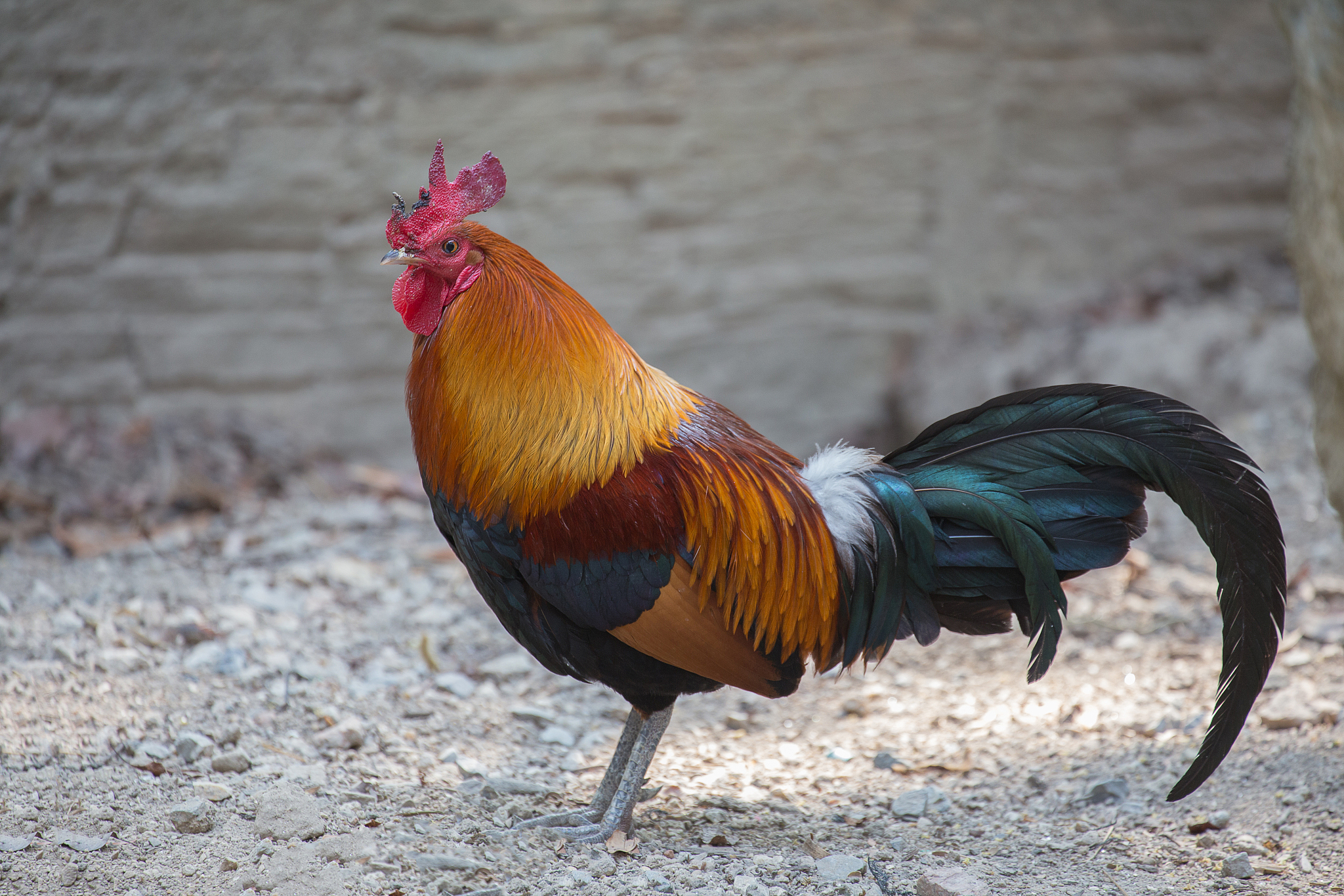the chicken