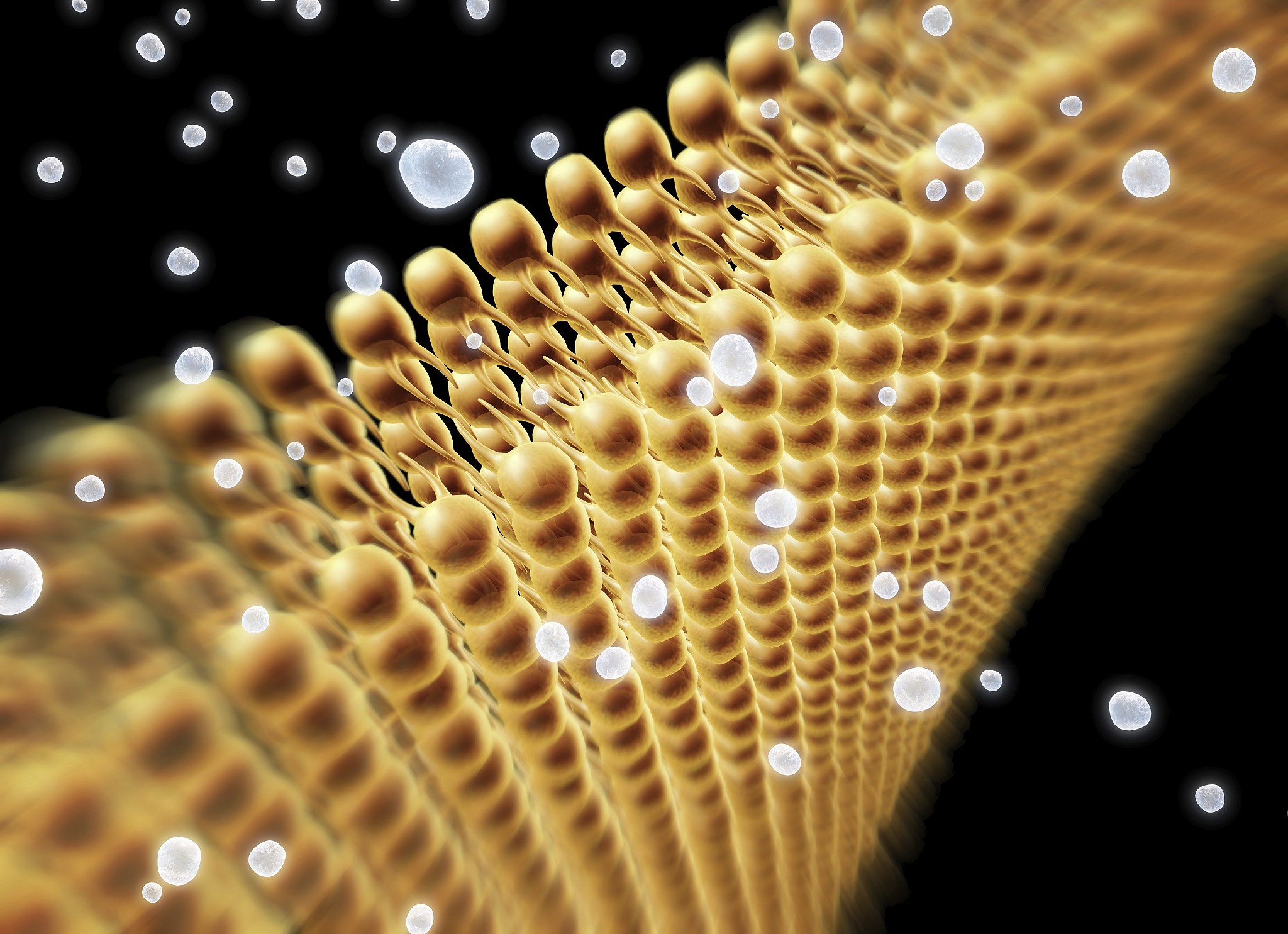 脂肪是组成细胞的重要有机物之一吗？