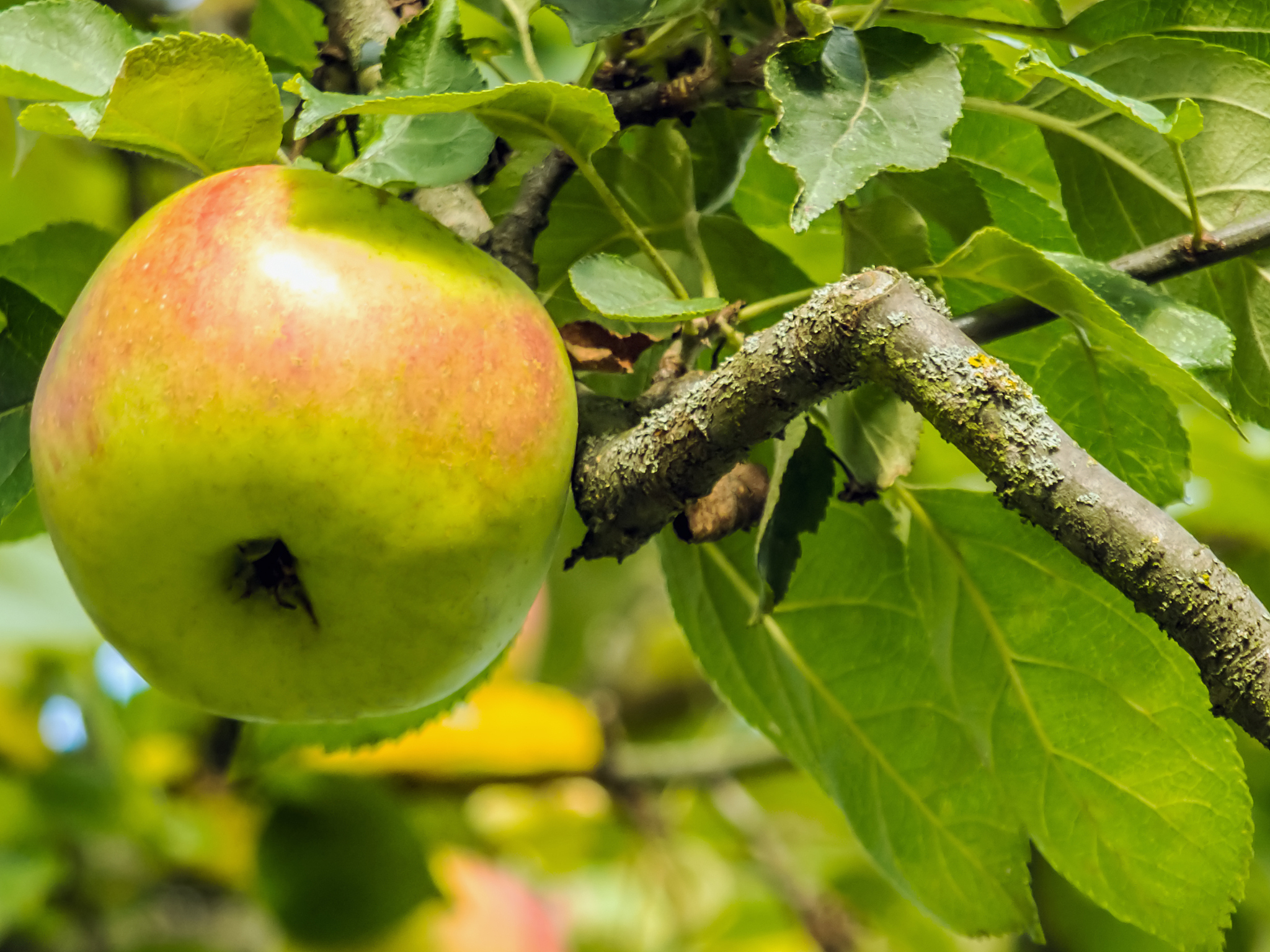 苹果霉心病如何治疗