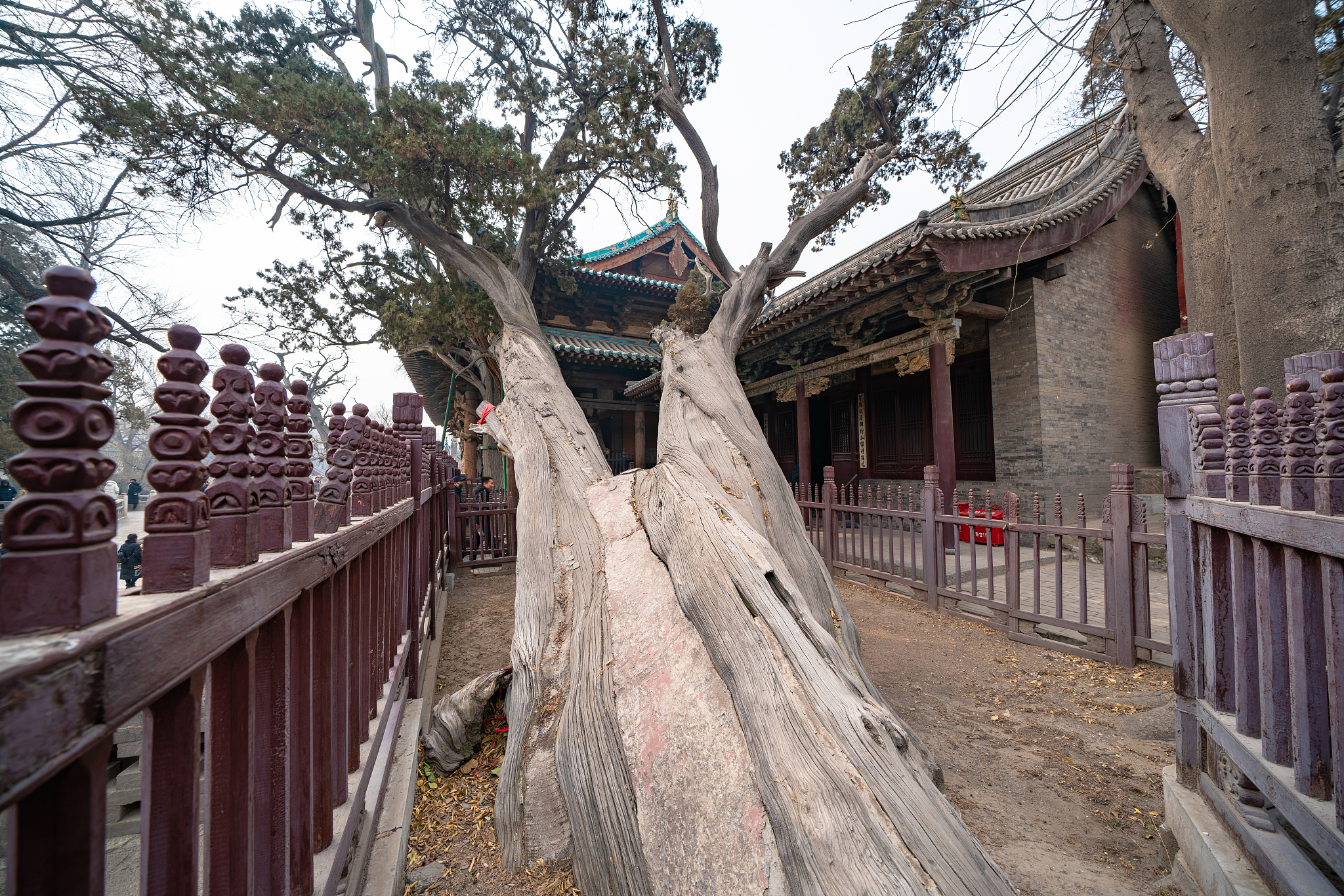 宋代木构古建 晋祠 千年古木