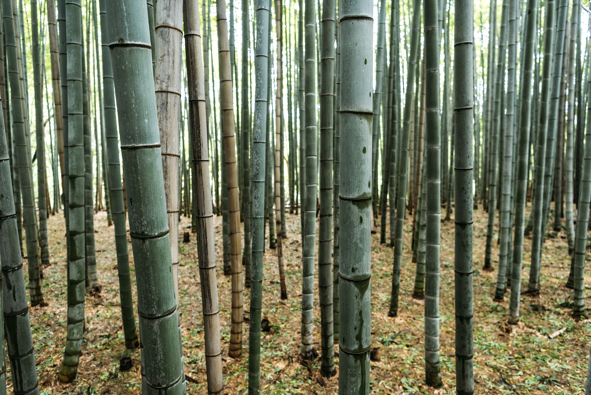 sagano bamboo forest