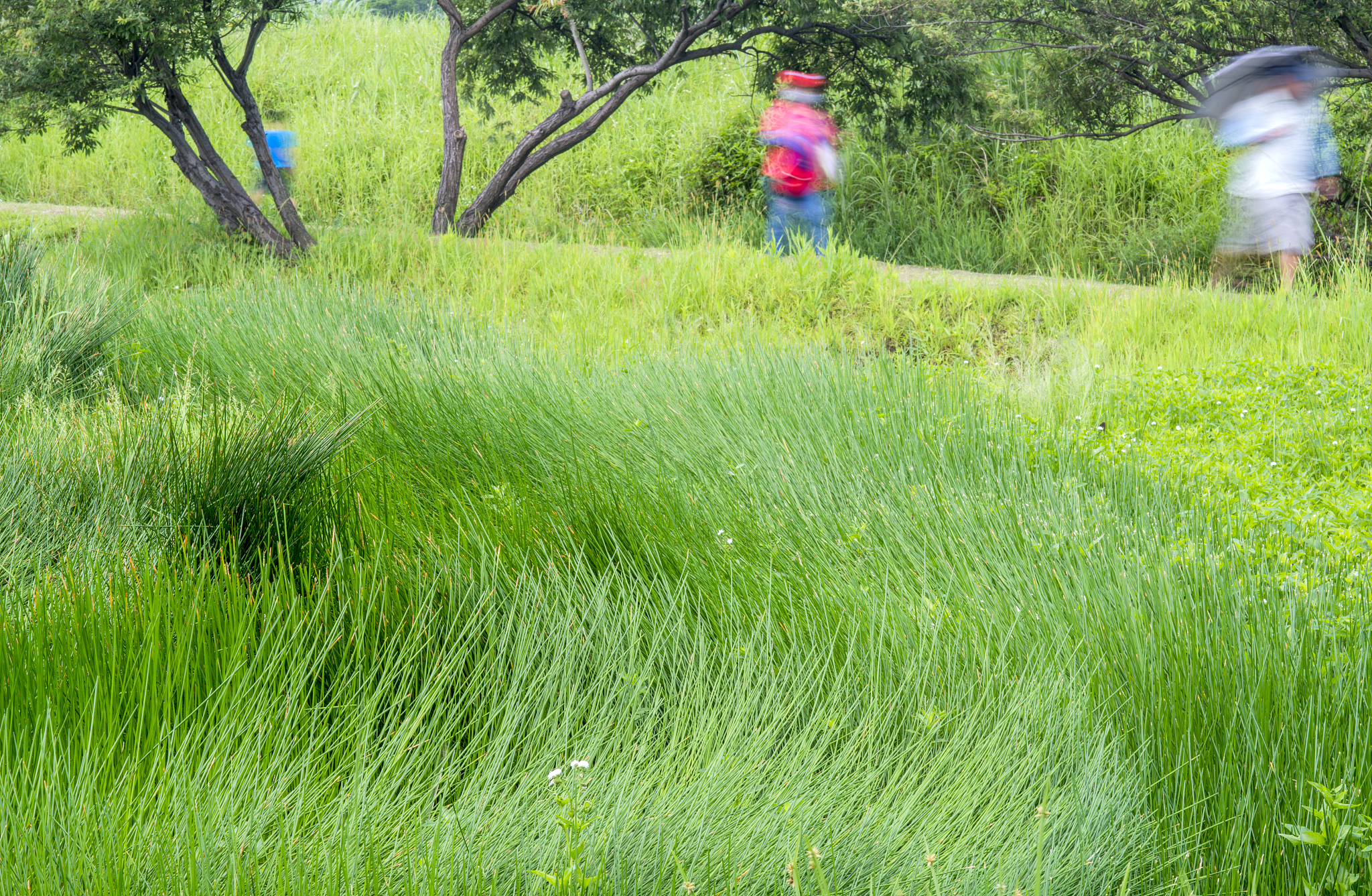 杂草丛生是什么意思_词语杂草丛生的意思
