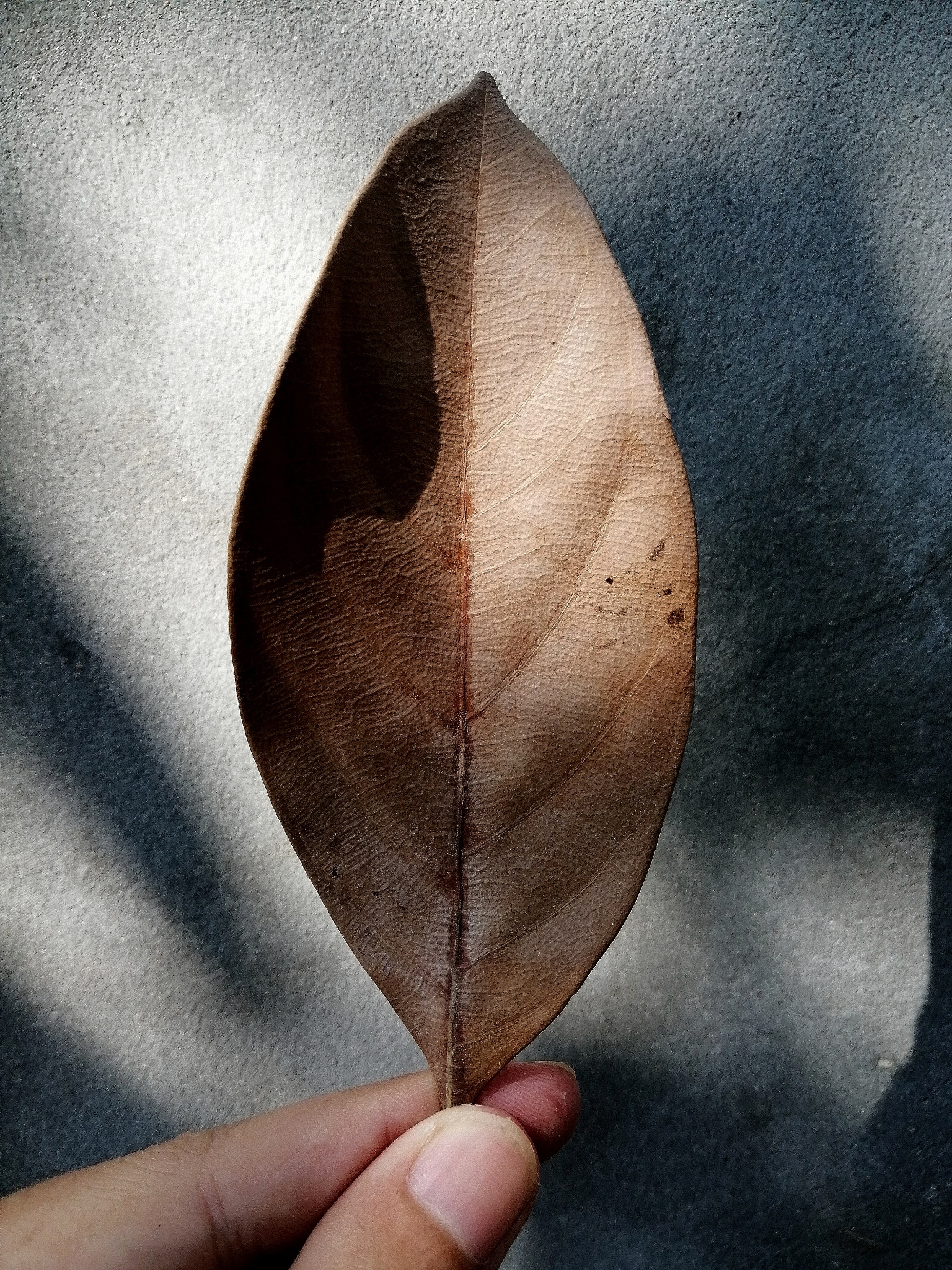 cropped hand of person holding leaf