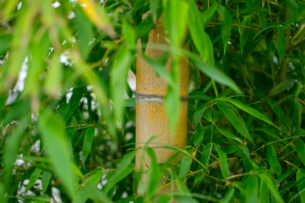 如何用竹子辨别方向？三种方法教你快速定位